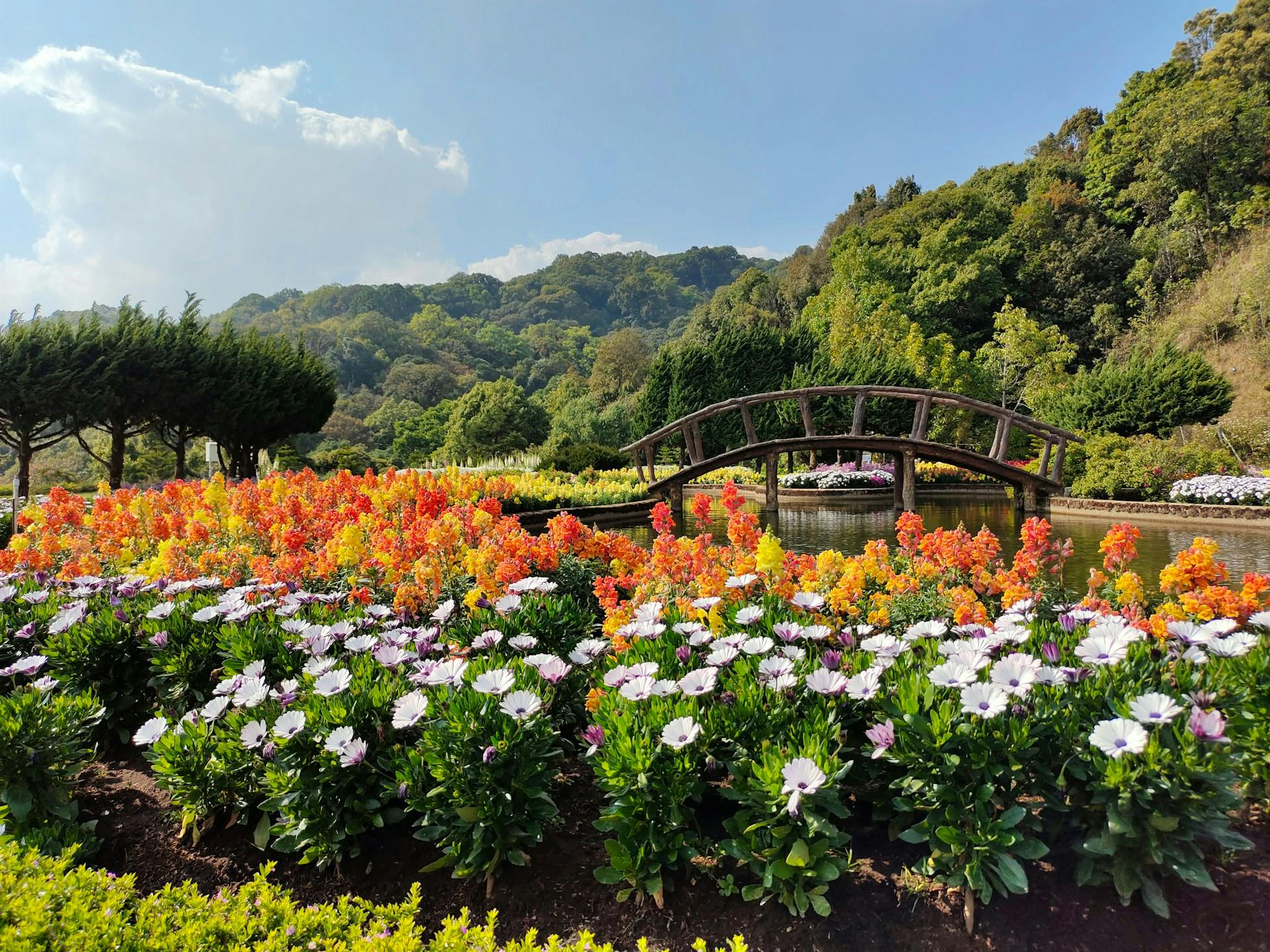 Stunning Flower Fields in Mae Rim District