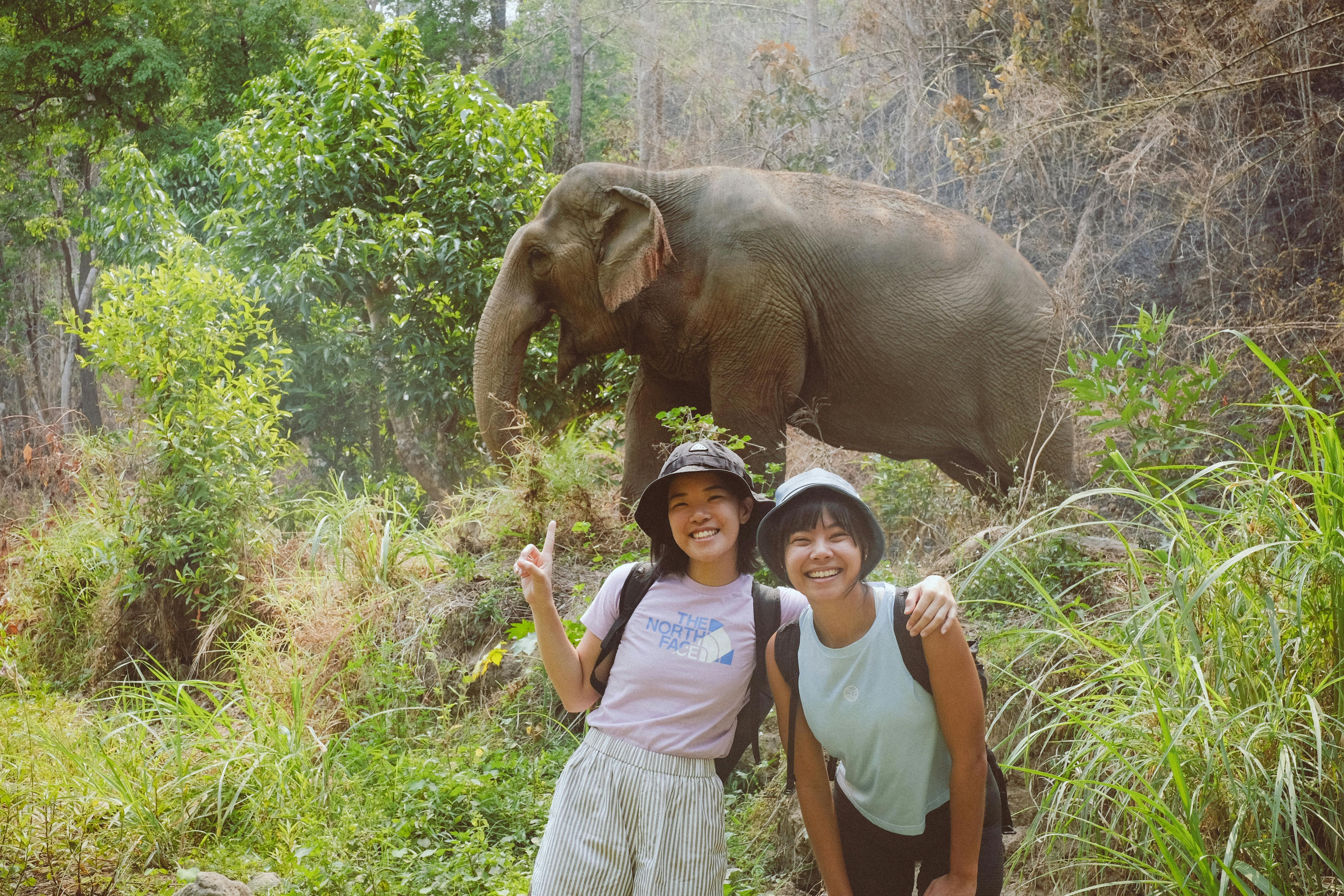 Stay with elephants at Burm & Emily's Elephant Sanctuary (BEEs)