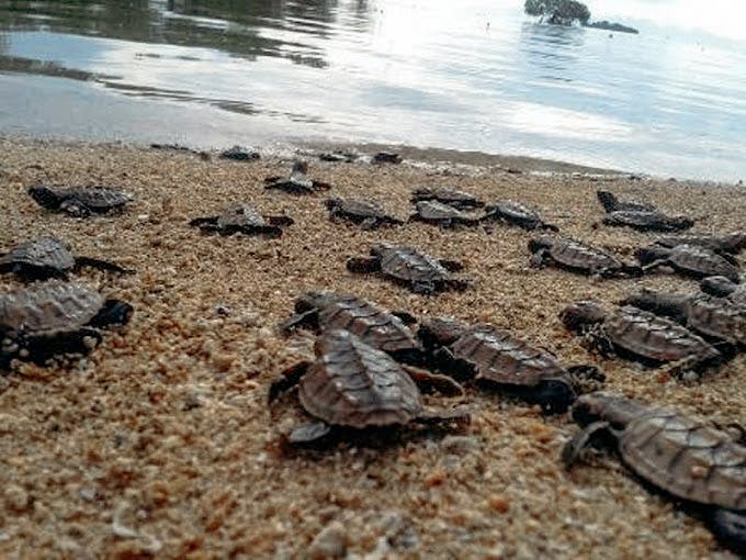 Turtle Island (Libaran or Selingan)