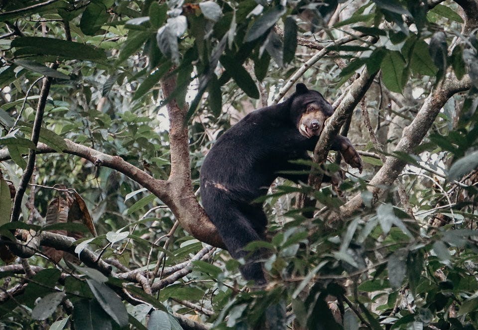 Bornean Sun Bear Conservation Centre (BSBCC)