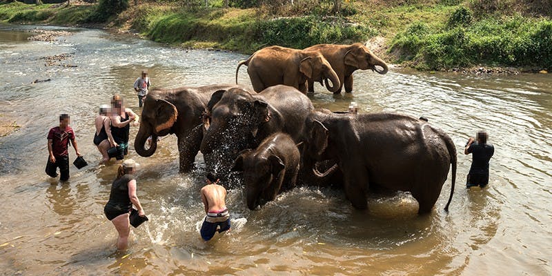 Touching and bathing is stressful for elephants