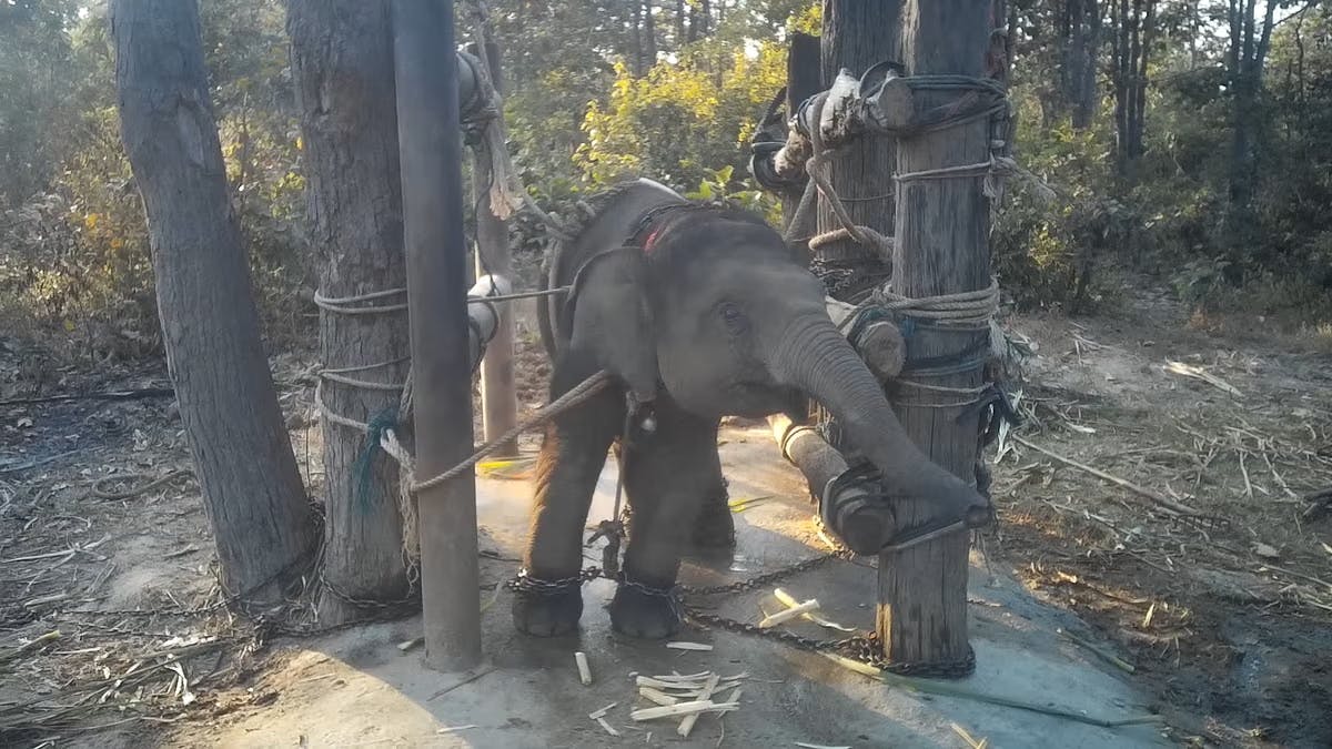 Close contact with elephants involve “The Crush”