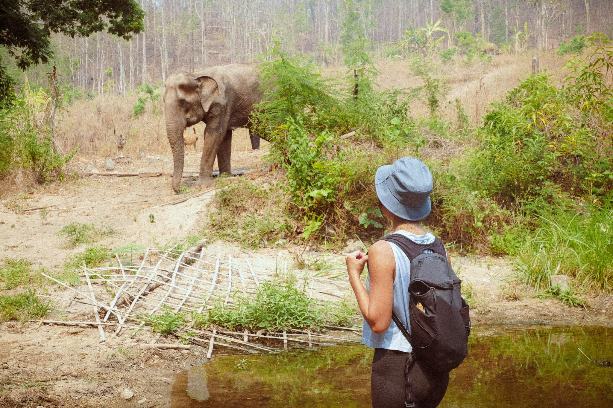 A no-touch approach is important in ethical elephant sanctuaries 