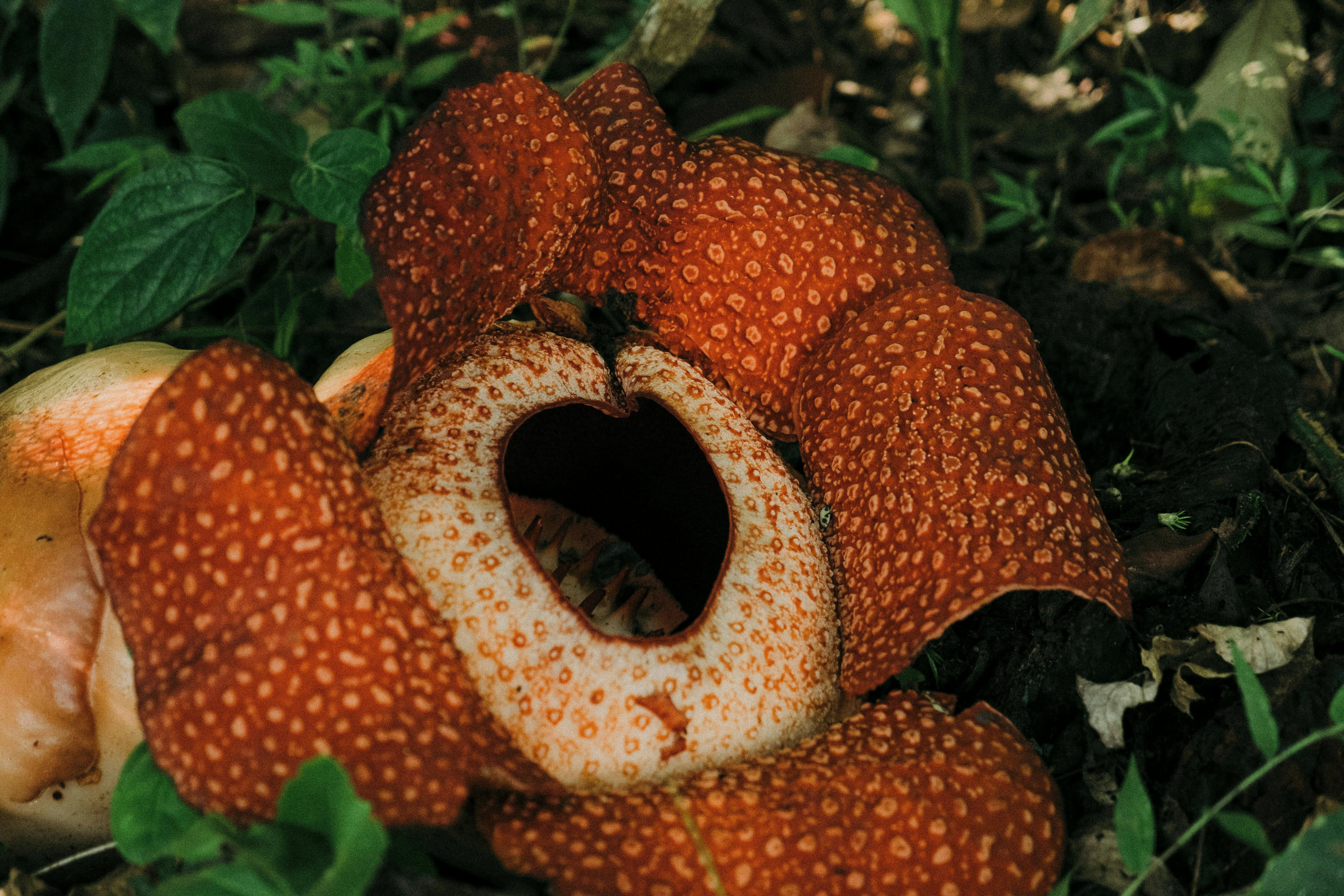 Spot World's Largest Flower