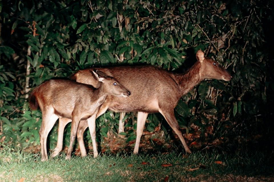 Here there's lots of wildlife but many are hidden in the deep forest. Sambar deer like these are very common though!