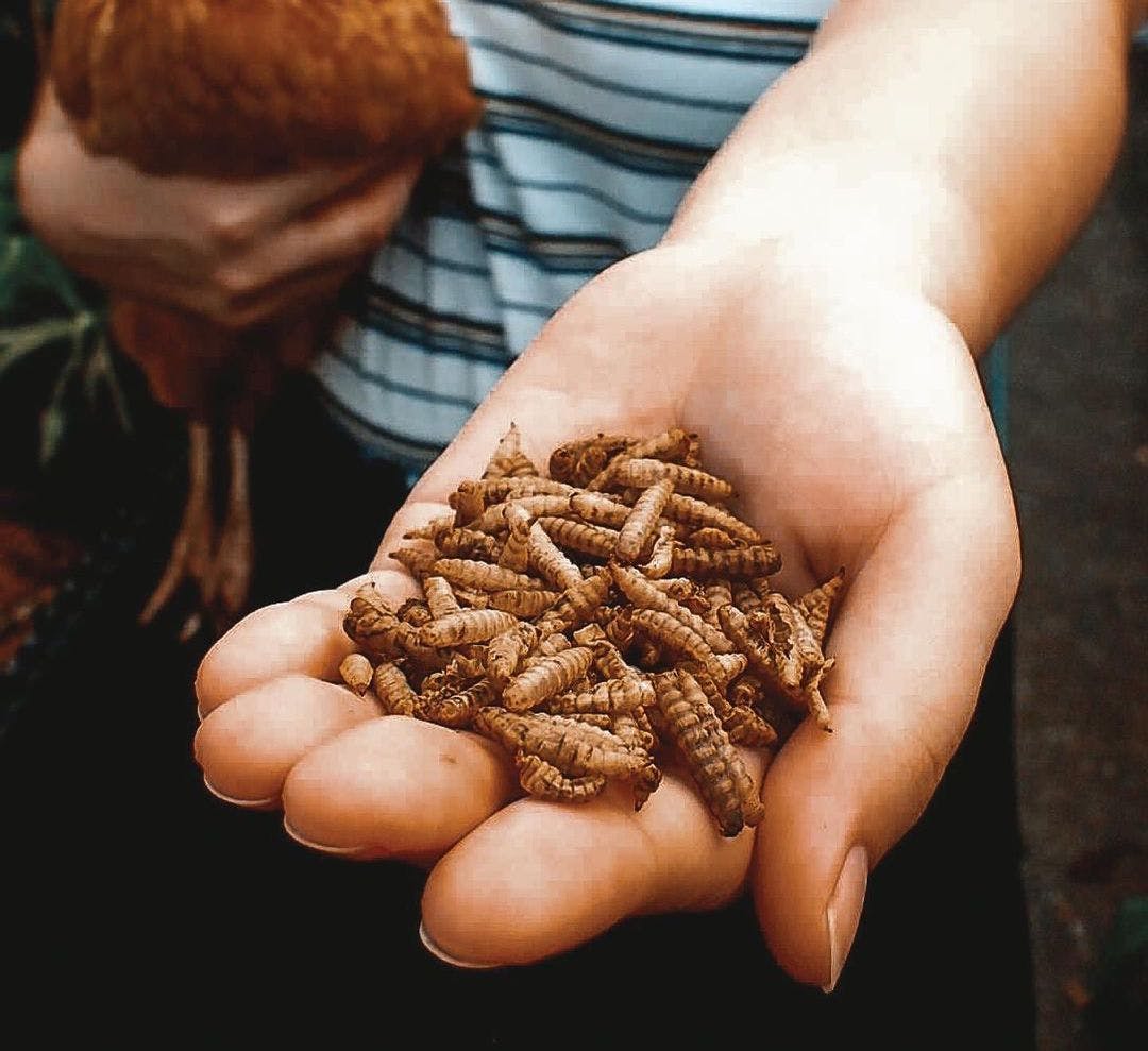 Experience the Future of Farming in Singapore