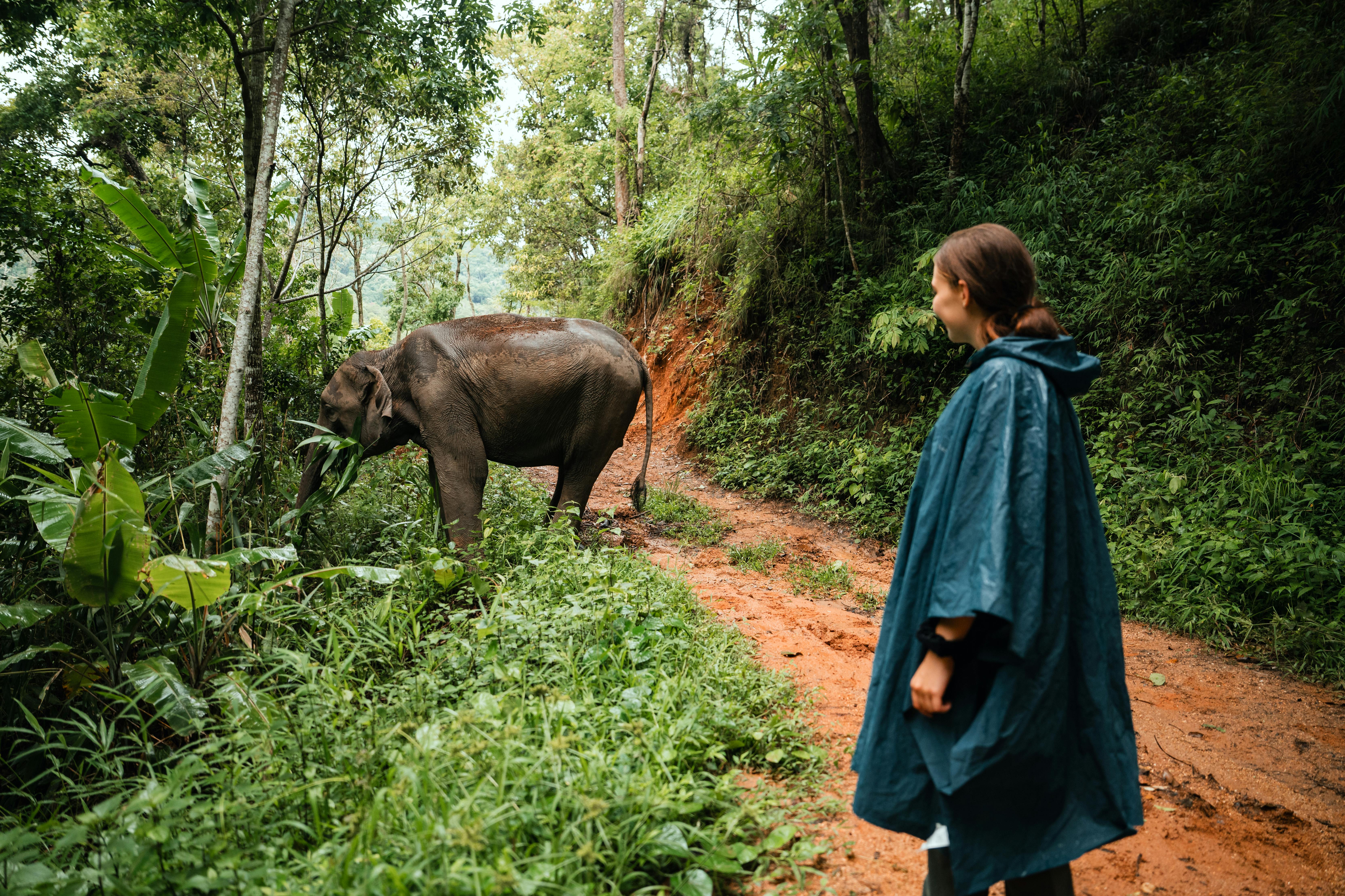 An ethical sanctuary where you watch rescued elephants from a distance