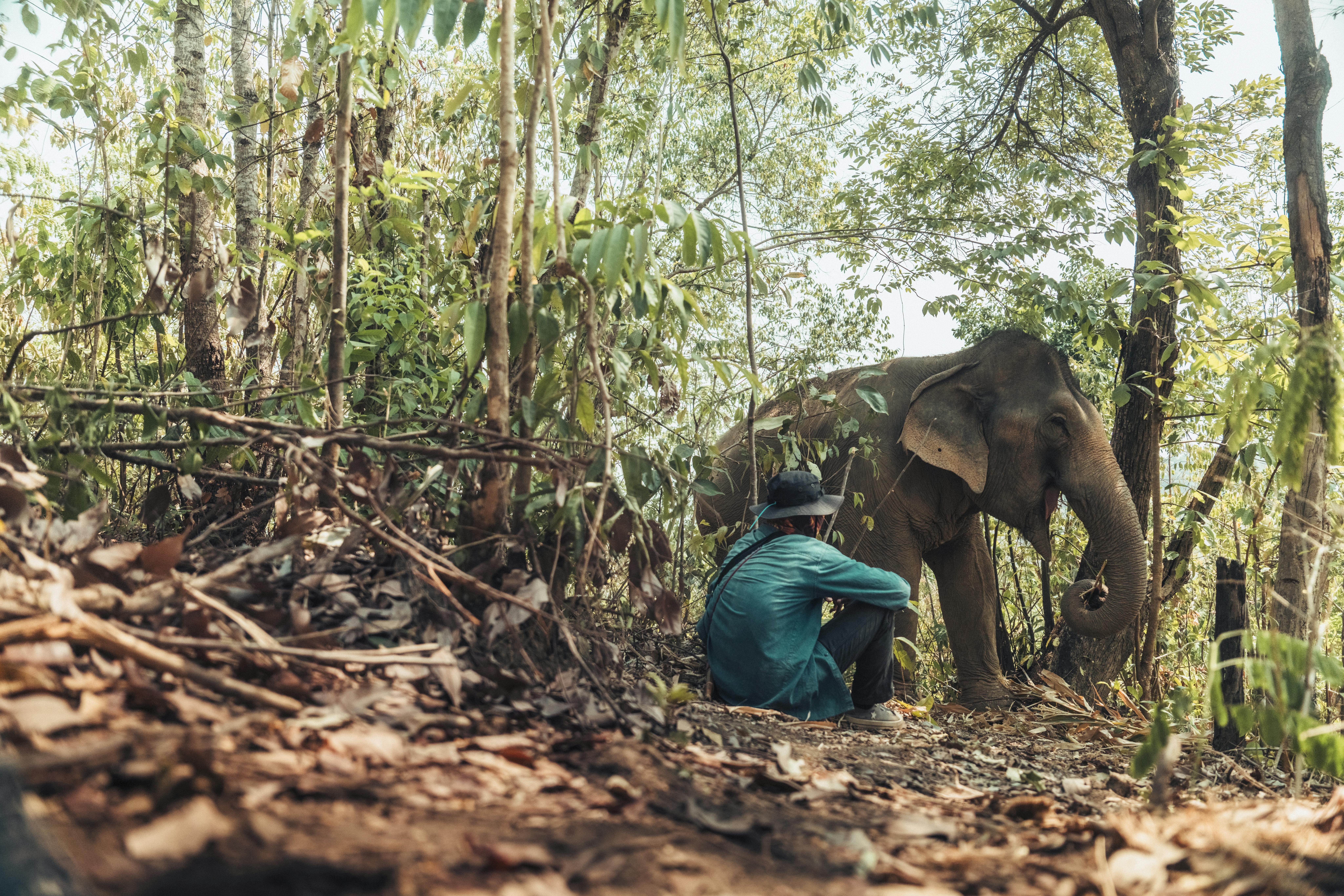 Mahout are elephant caretakers. Some love elephants like family, but some are sadly abusive.