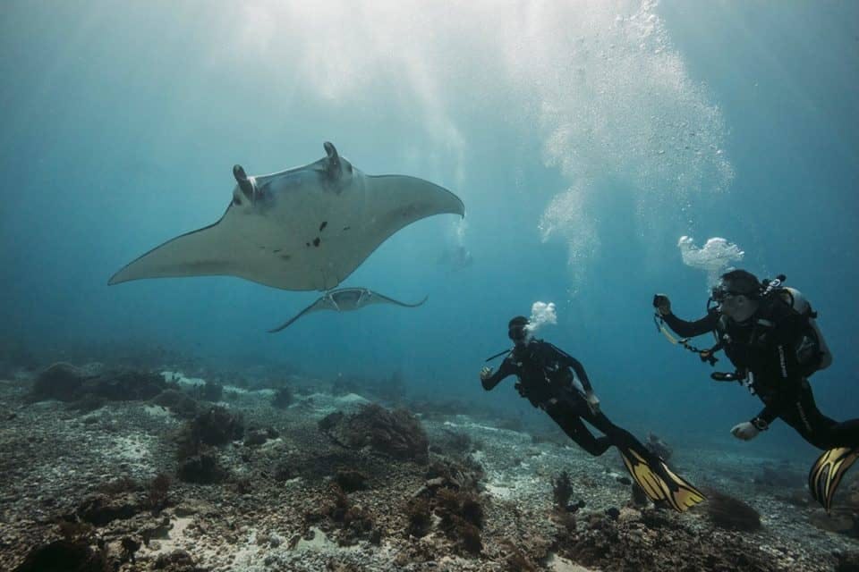 Dive with Manta Rays, Sharks, Turtles and more at Komodo National Park