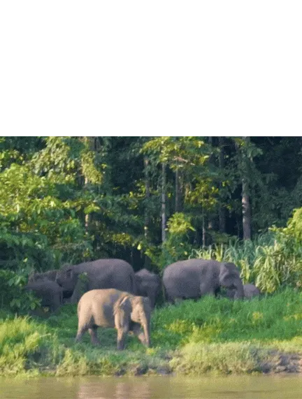 Gajah Kerdil Borneo