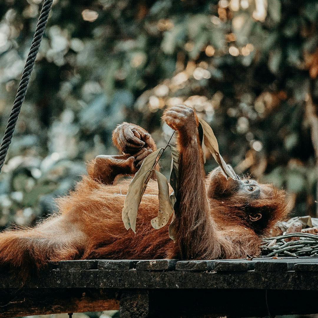 We found the Orangutans in Sepilok were more dependant on human food sources