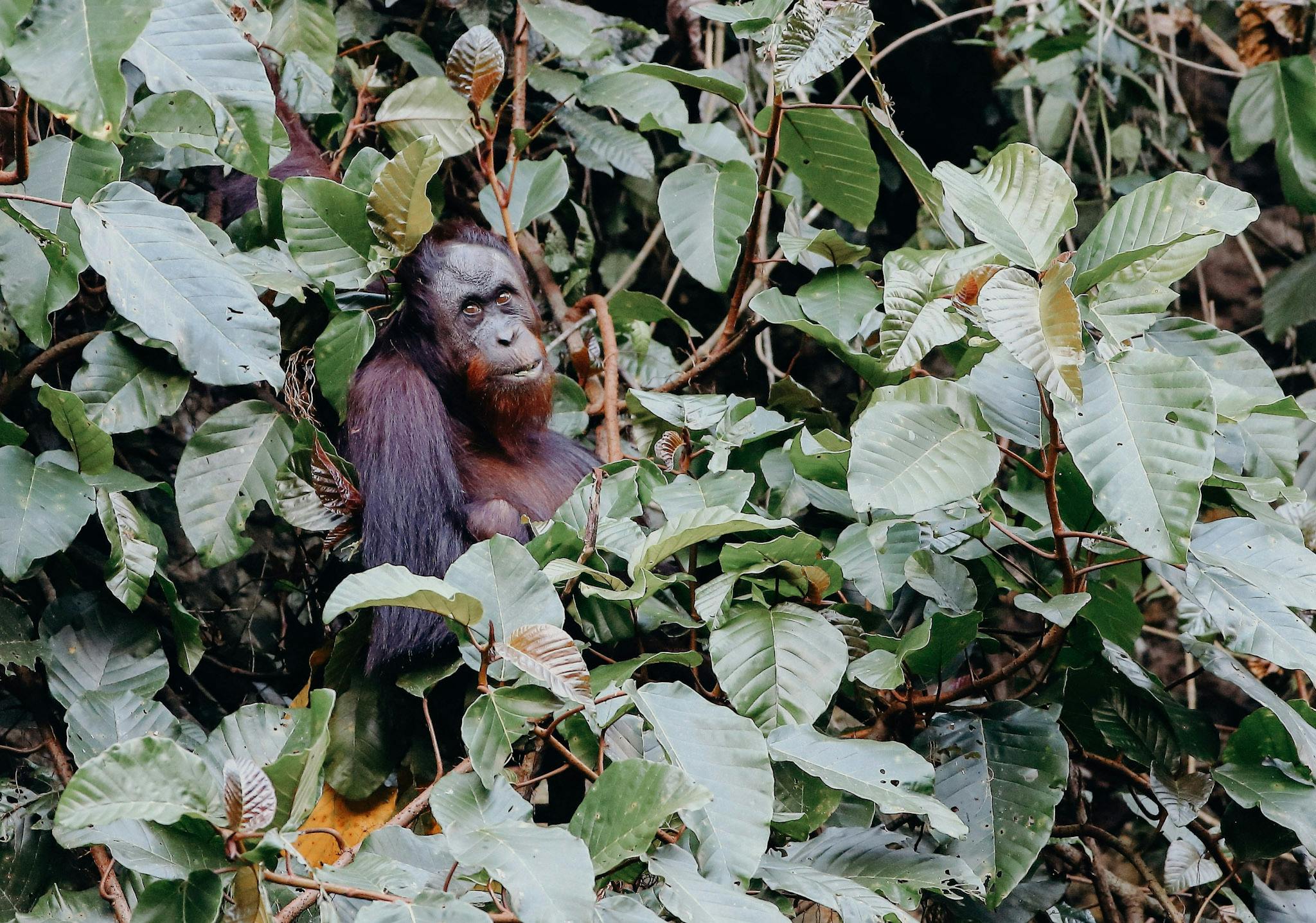 In the wild Orangutans are incredibly shy and would often be seen hiding behind branches when humans are present