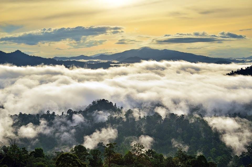 Mysterious Danum Valley Rainforest