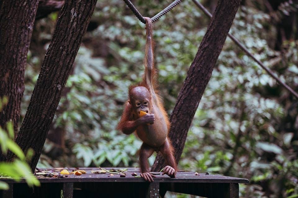 A popular Orangutan sanctuary in Borneo where travellers see Orangutans fed by locals on a boardwalk