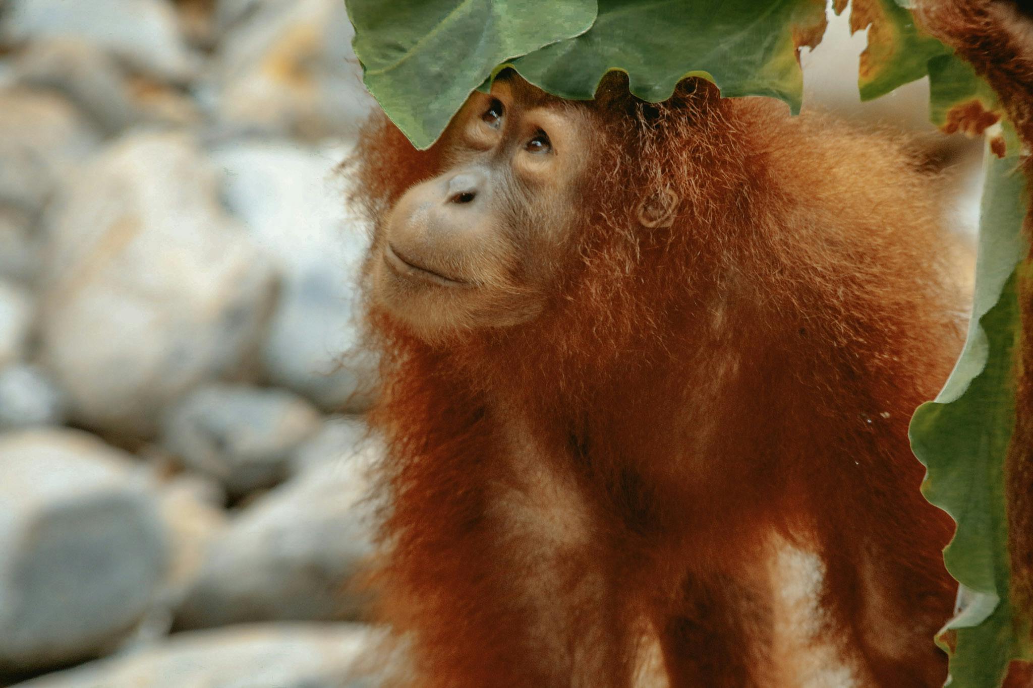 Orangutans are shy but they are curious about us so they may hide and peek out at us