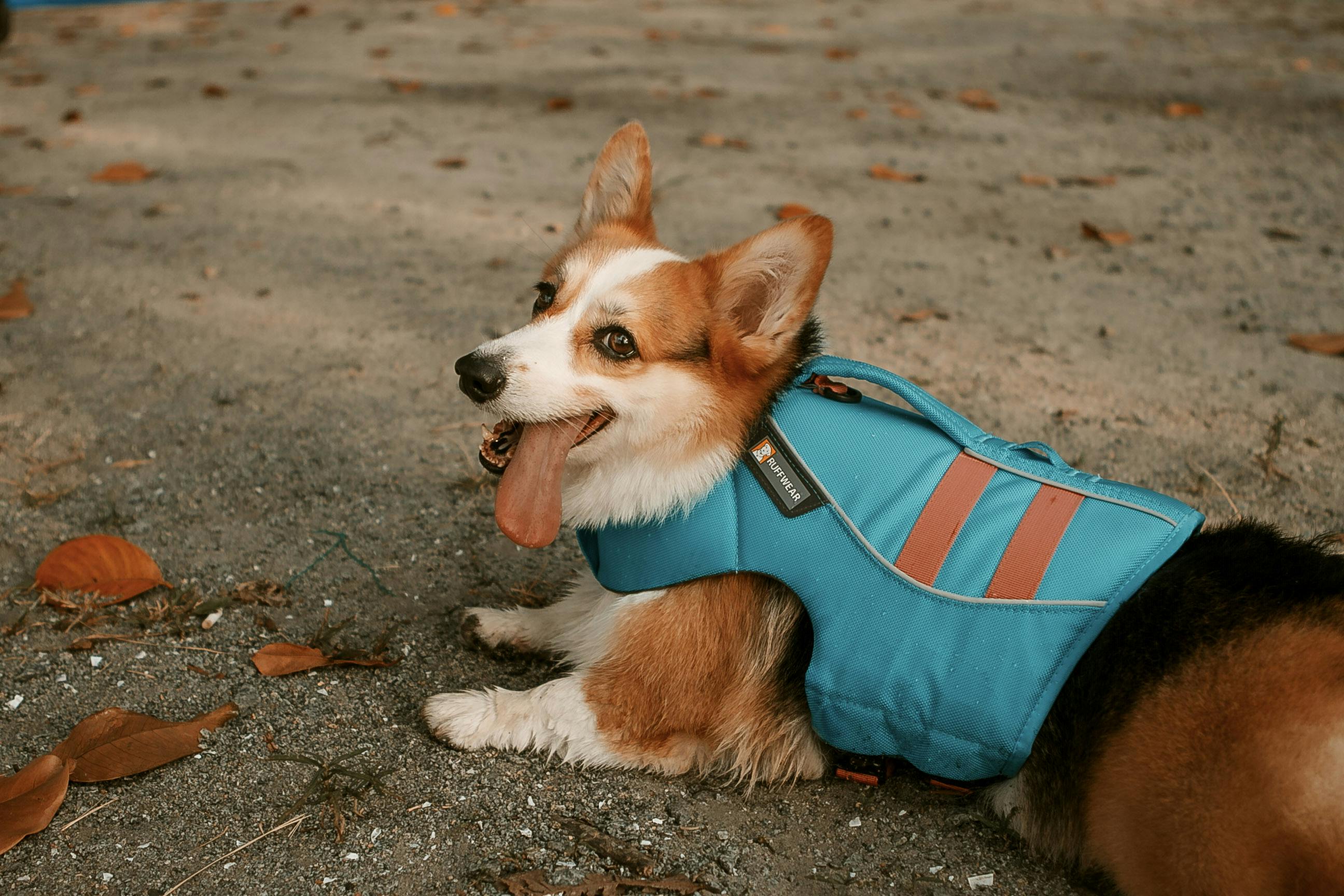 Best Pet-Friendly Activities in Singapore