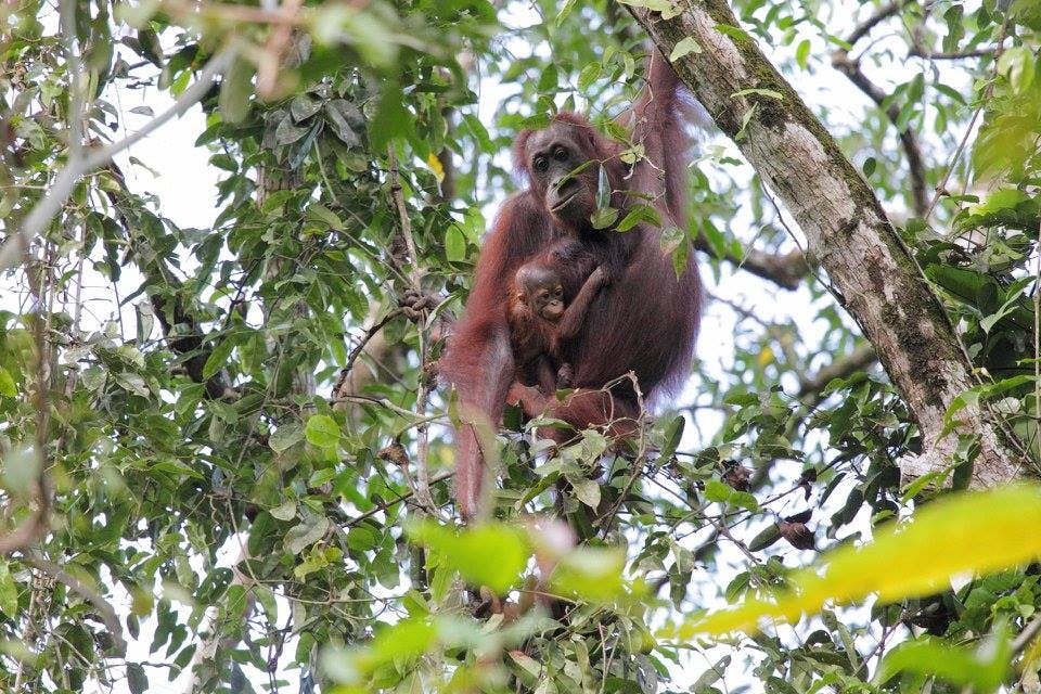 If you're lucky you can see Orangutans up in trees by Kinabatangan River