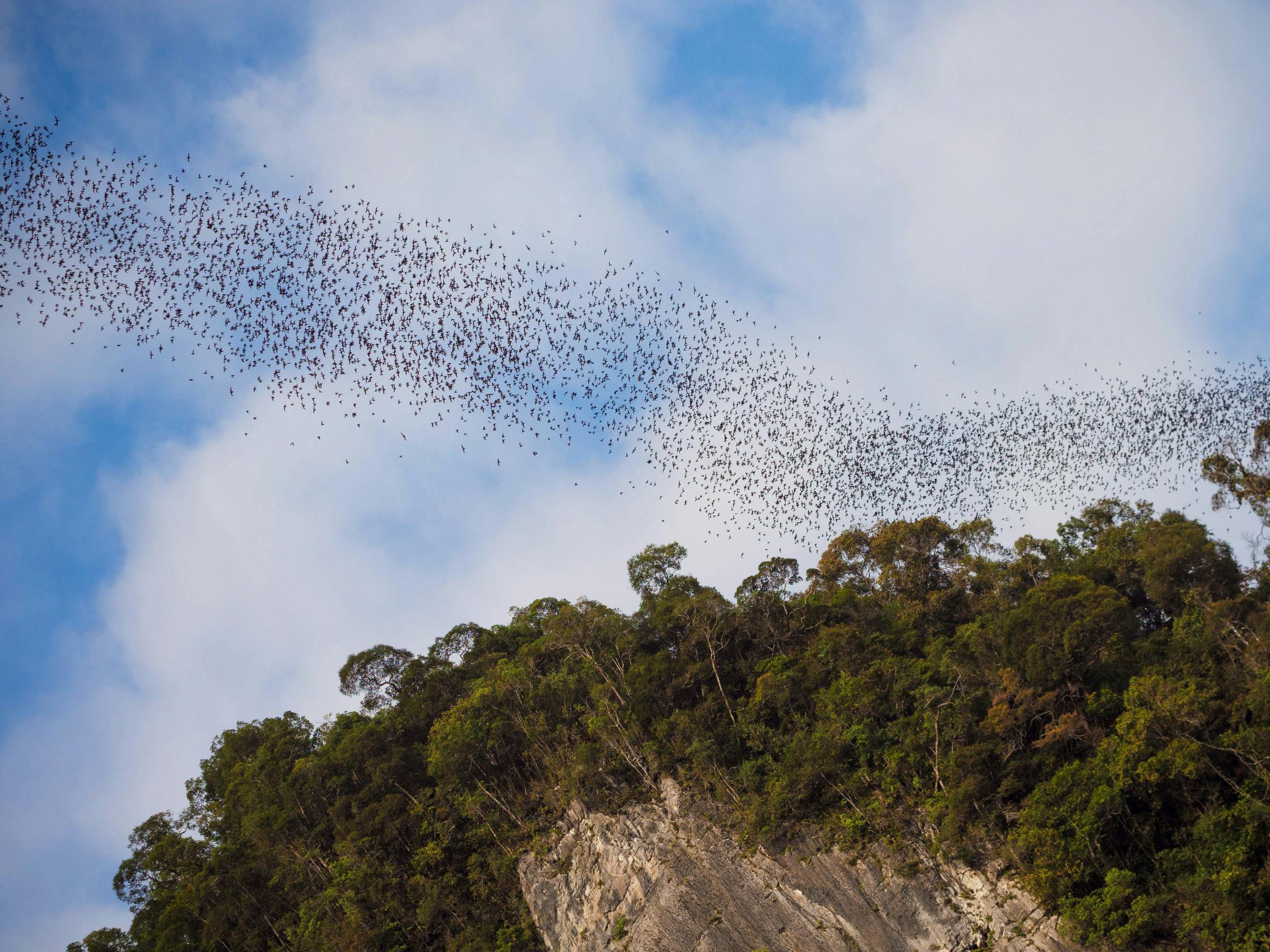 The incredible sight of the mass exodus of bats from Deer Cave