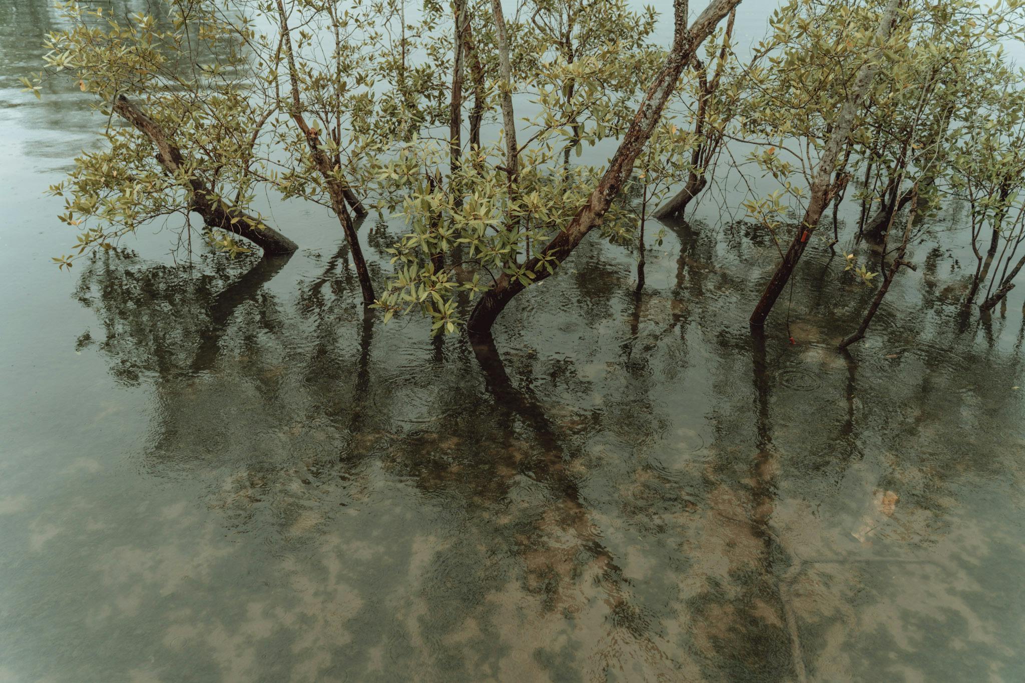 Ubin's beautiful mangrove forests 