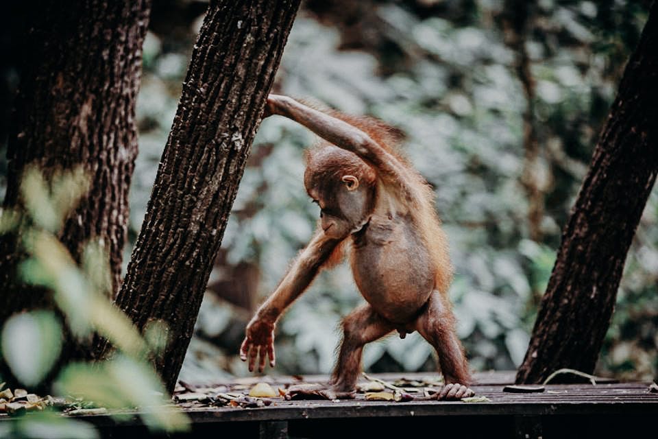 In Sepilok Orangutans have been known to walk on two feet 