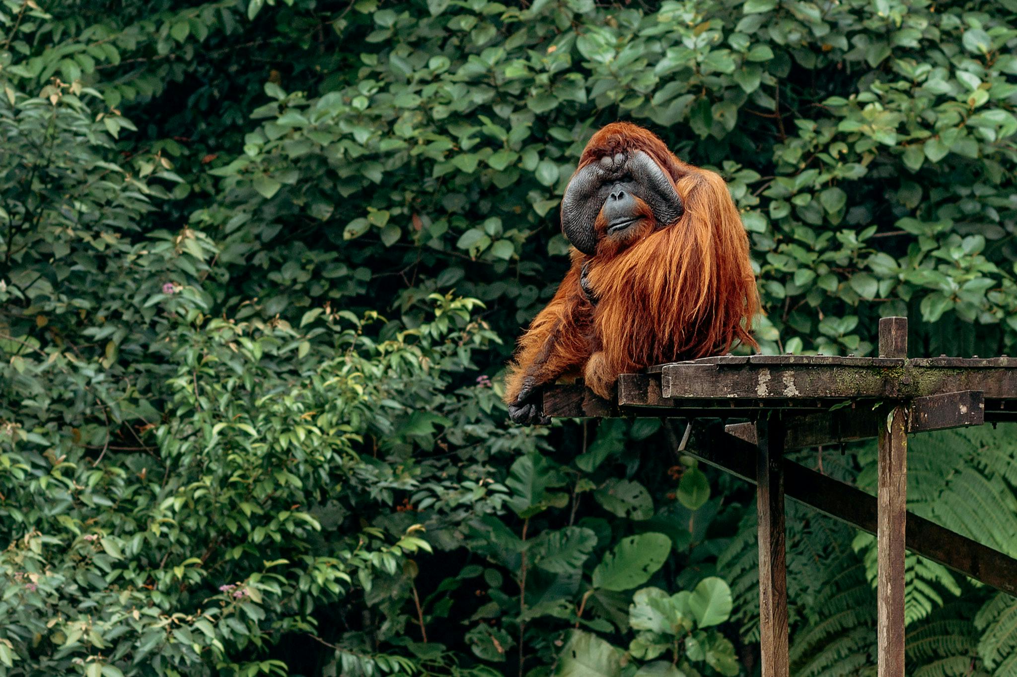 See rescued orangutans at Semmengoh