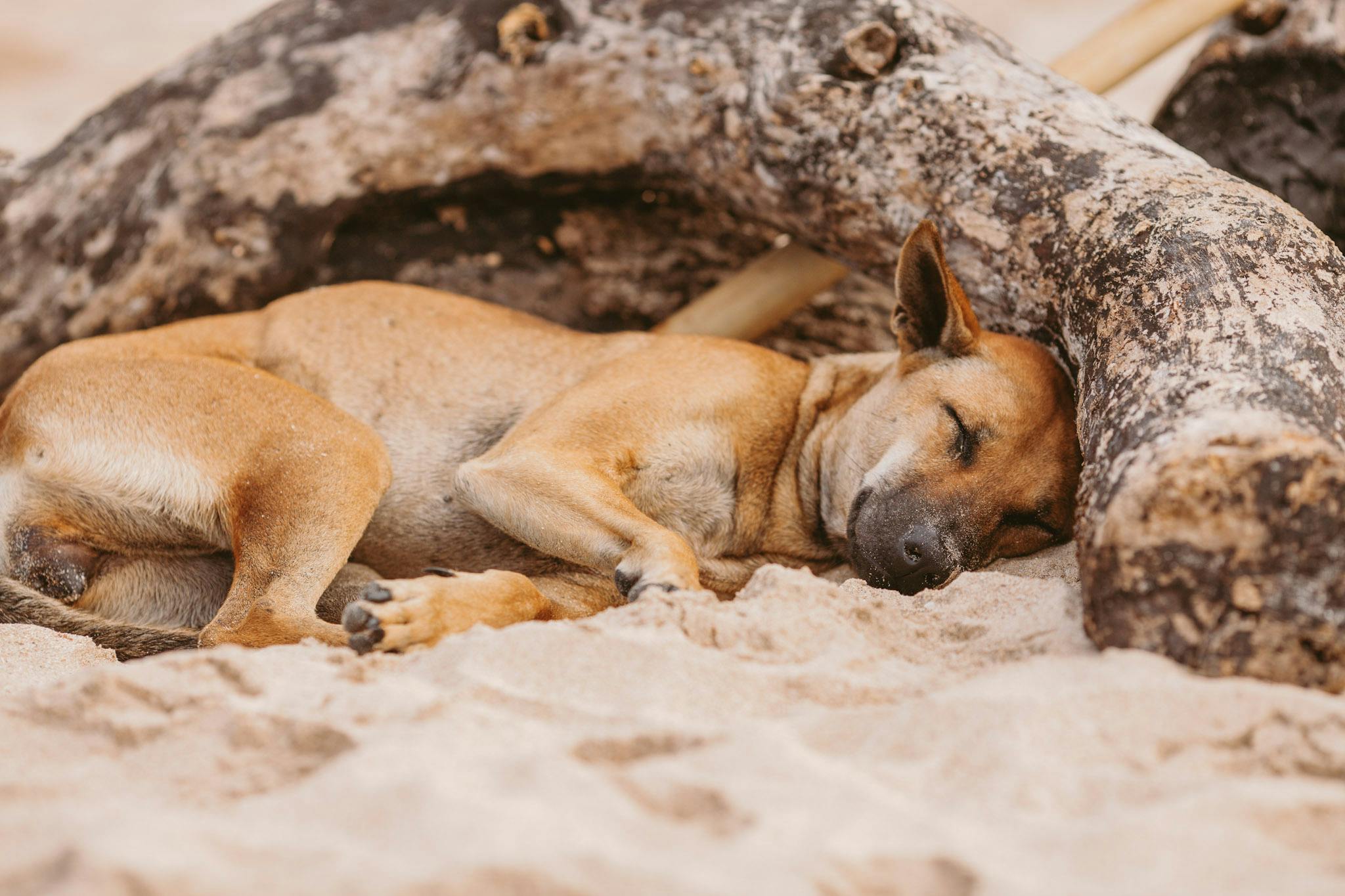 A sleeping dog in Jimbaran. Many Bali dogs are abandoned or ill-treated