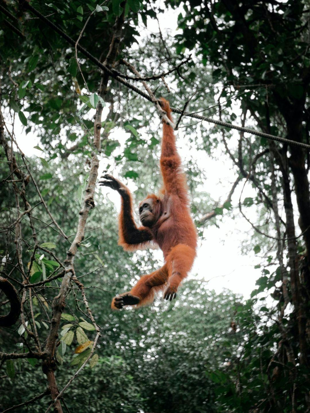 If you're lucky you may catch an Orangutan during feeding time!