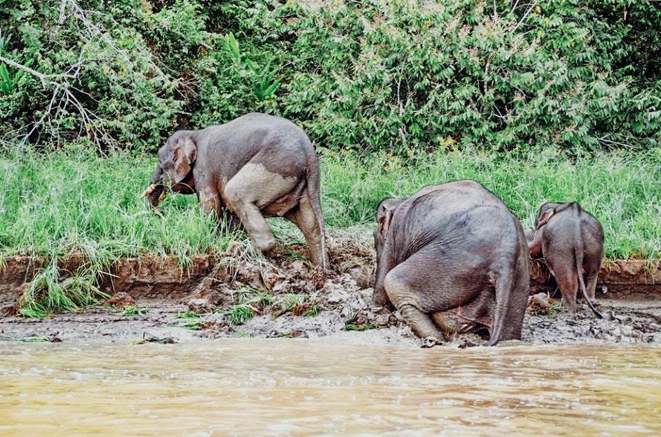 Elephant Cruise