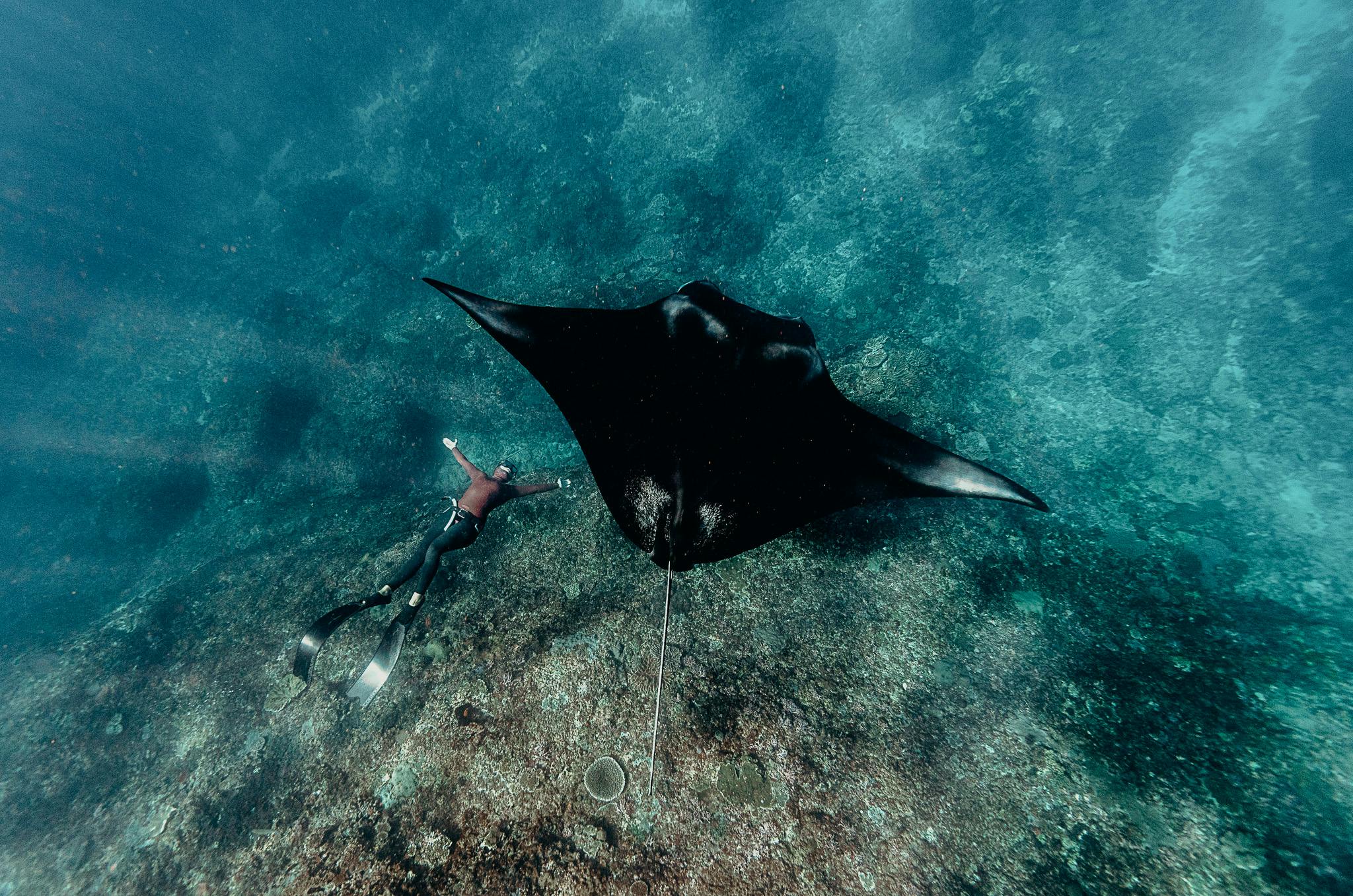 What You'll See When You Dive in Komodo 