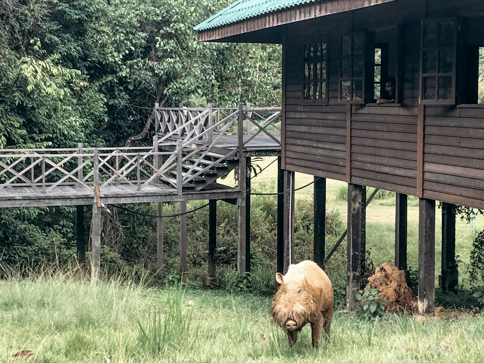 The huts at Maliau Basin Studies Centre are basic but comfortable, with lots of wild boar running about!