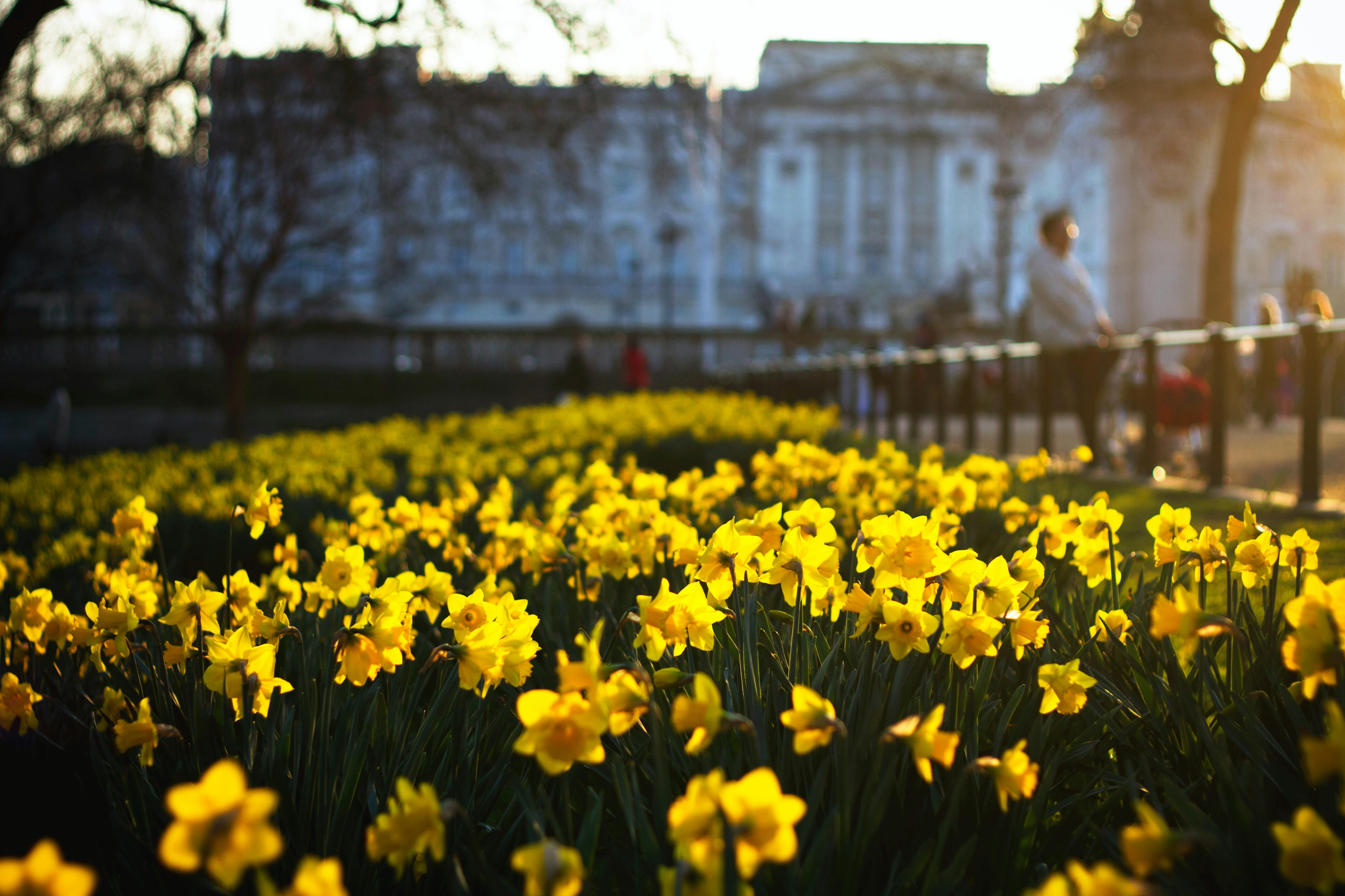 Seema.com, seema kumar, Seema network, seema newsletter, seema arts, Seema poetry, Unsplash, picture by ruxandra mateiu, daffodils, poetry, poem, grandfather, spring, cover-19, coronavirus, COVID-19 poetry, new normal, stay at home, 2020