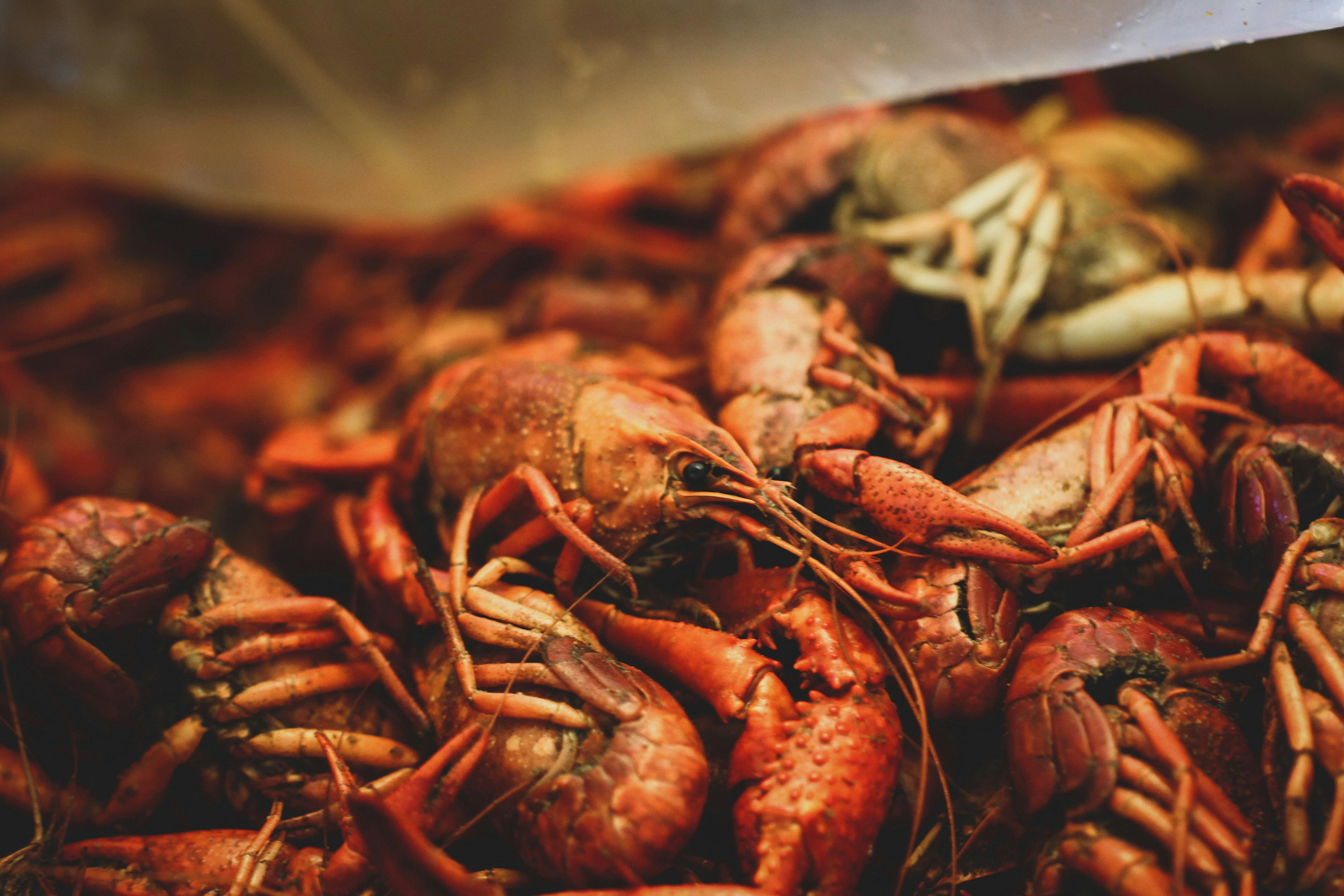 NOLA, New Orleans food, seema food, seema.com, seema network, seema spices, seema 2020, seema trends, seema newsletter, Mardi Gras, Mardi Gras 2020