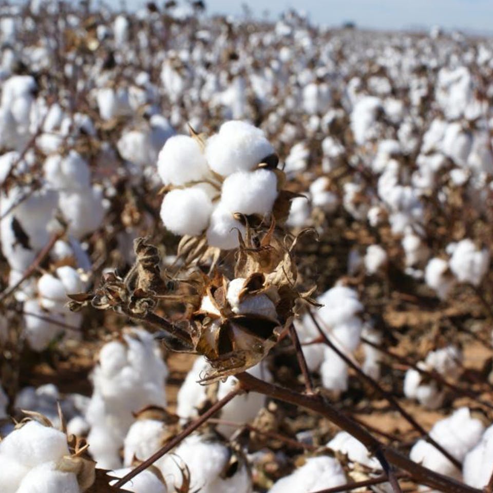 World Cotton Day | Seidensticker
