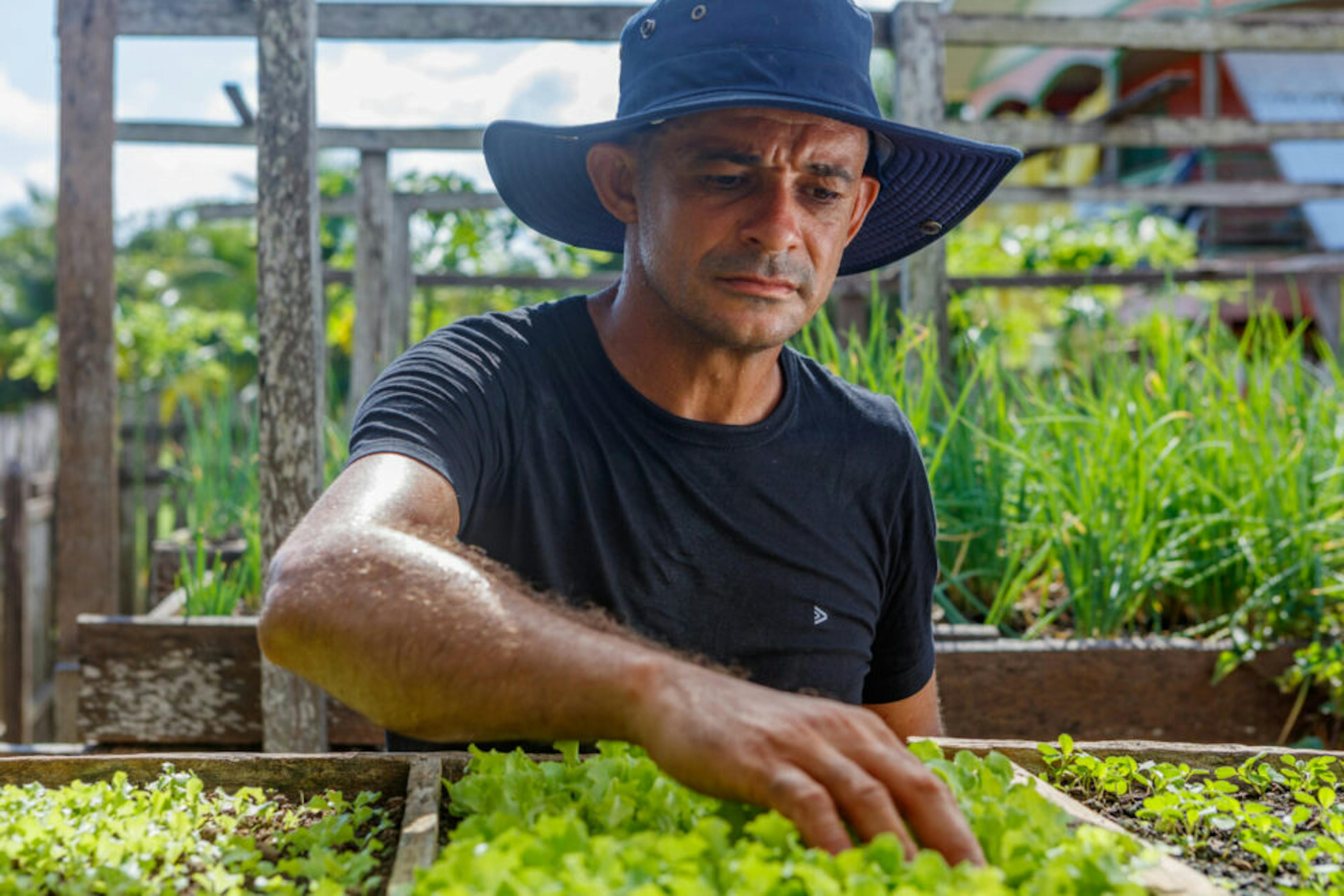 Homem de chapéu cuidando de alface em um jardim, demonstrando dedicação à jardinagem e ao cultivo de vegetais frescos.