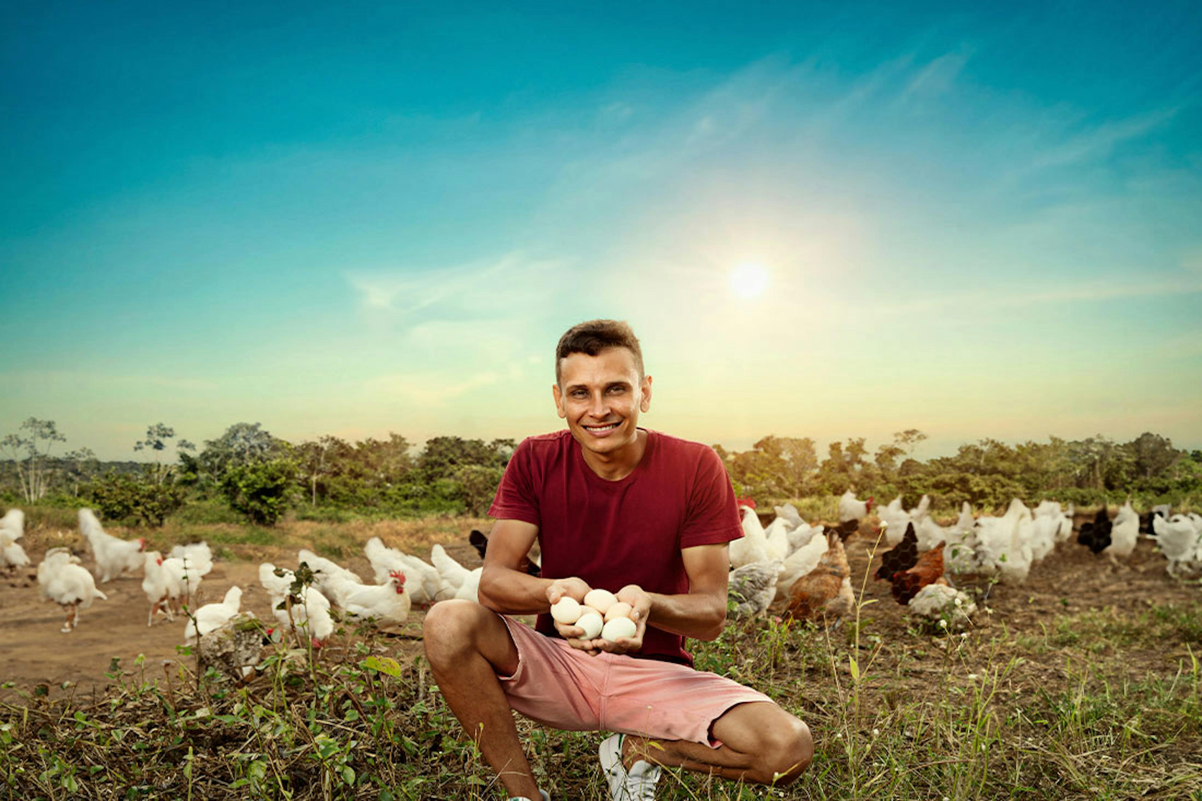 Homem segurando bandeja de ovos em meio a campo com galinhas ciscando.