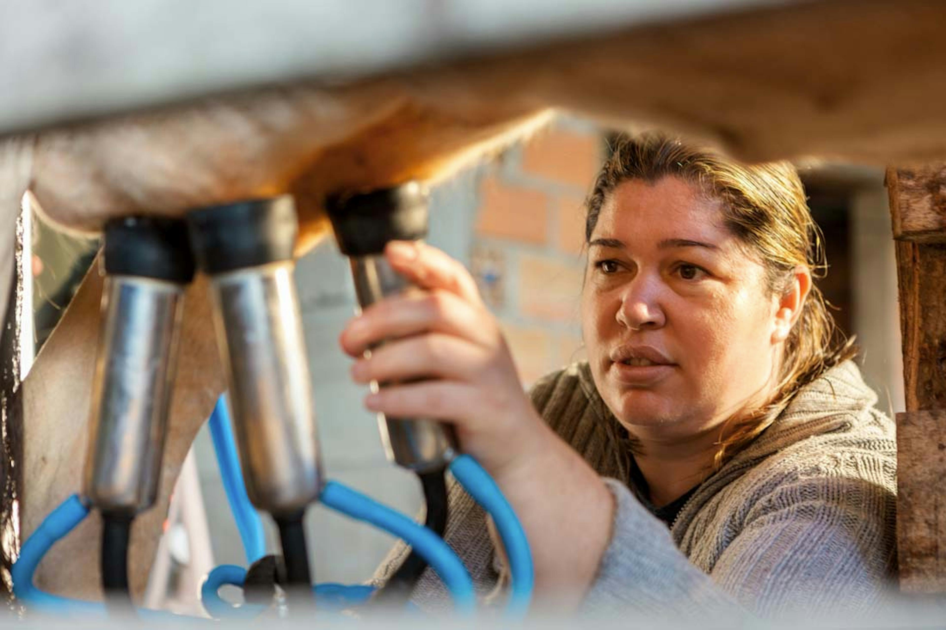 Mulher utilizando equipamento de extração de leite de vaca em curral.