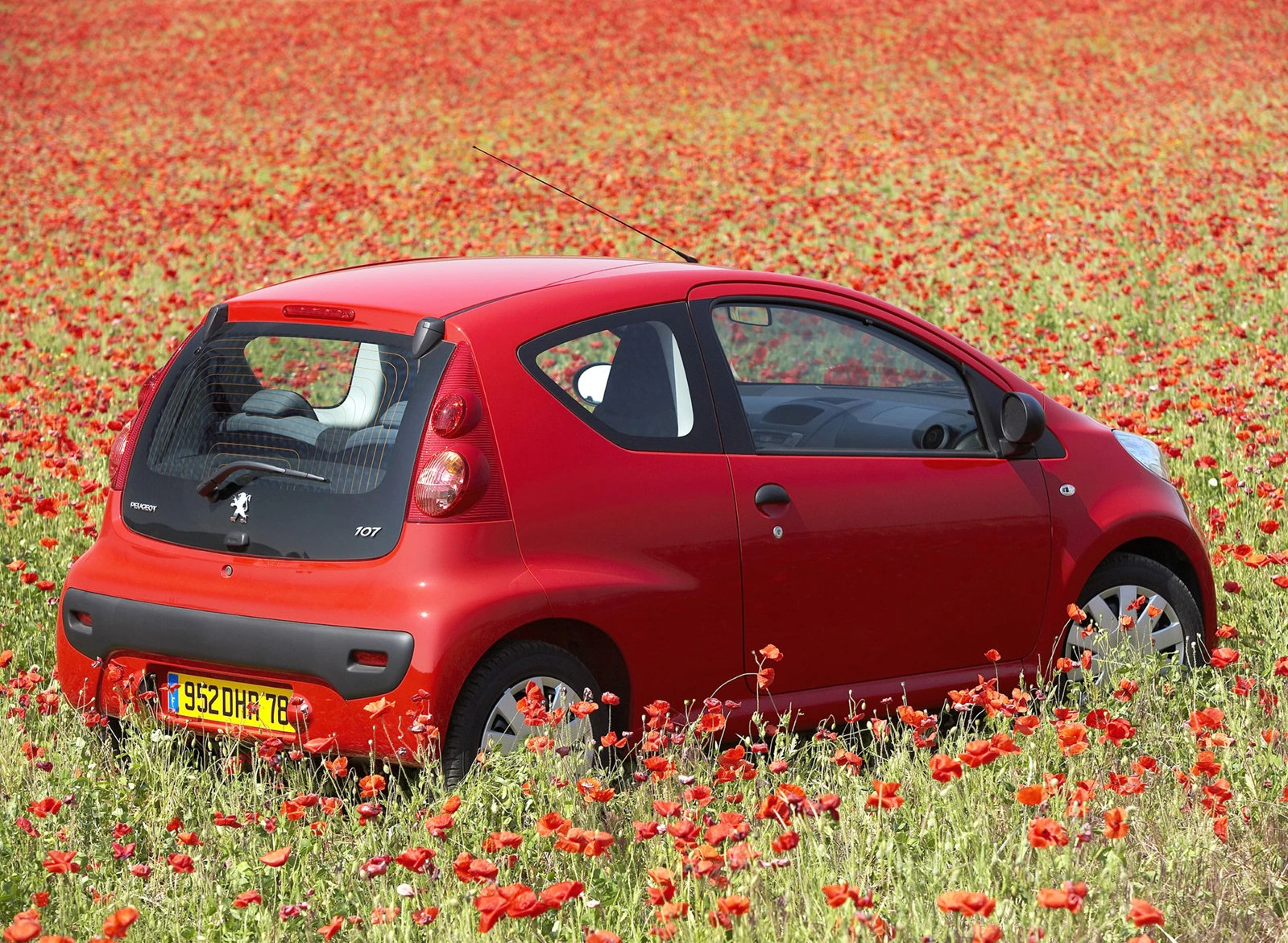 Rotes Auto auf einem blühenden Mohnfeld bei Tageslicht, linke Seite und Rückansicht, Kennzeichen sichtbar.