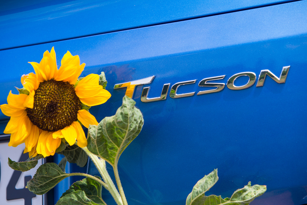 Sonnenblume vor einem blauen Auto mit der Aufschrift "Tucson".