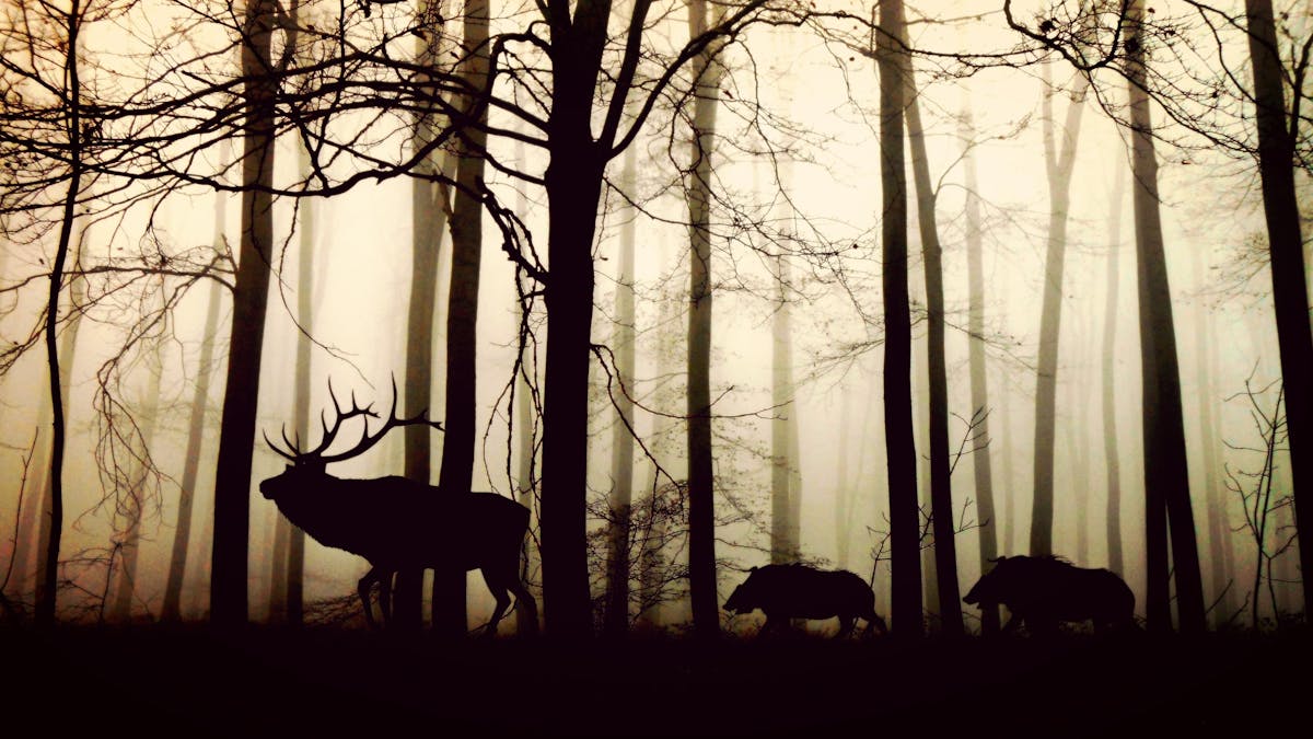 Silhouetten eines Hirsches und zweier Wildschweine, die im Halbdunklen hintereinander durch einen Wald laufen