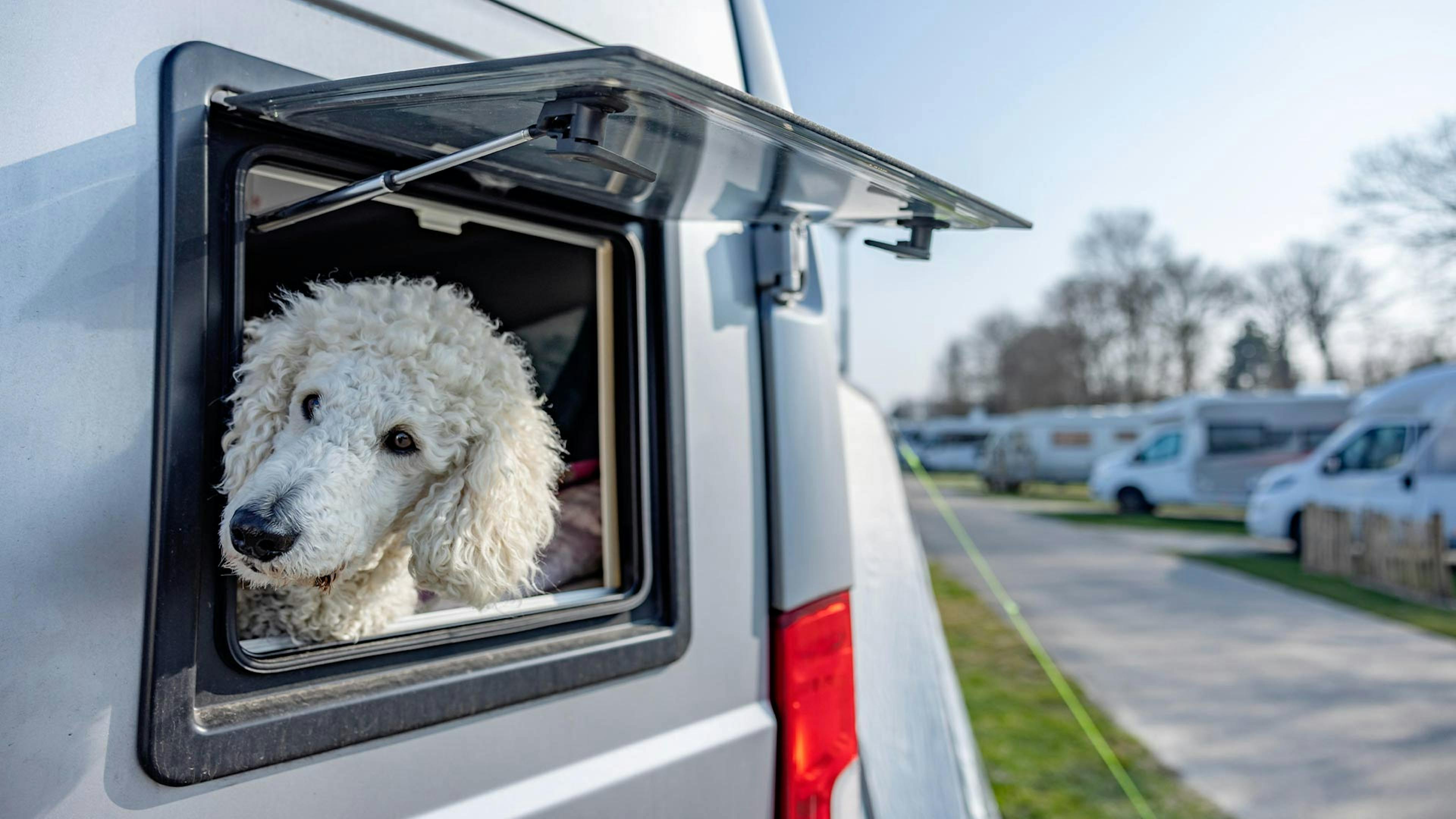 Ein weißer Hund guckt aus dem geöffneten Fenster eines Wohnmobils.