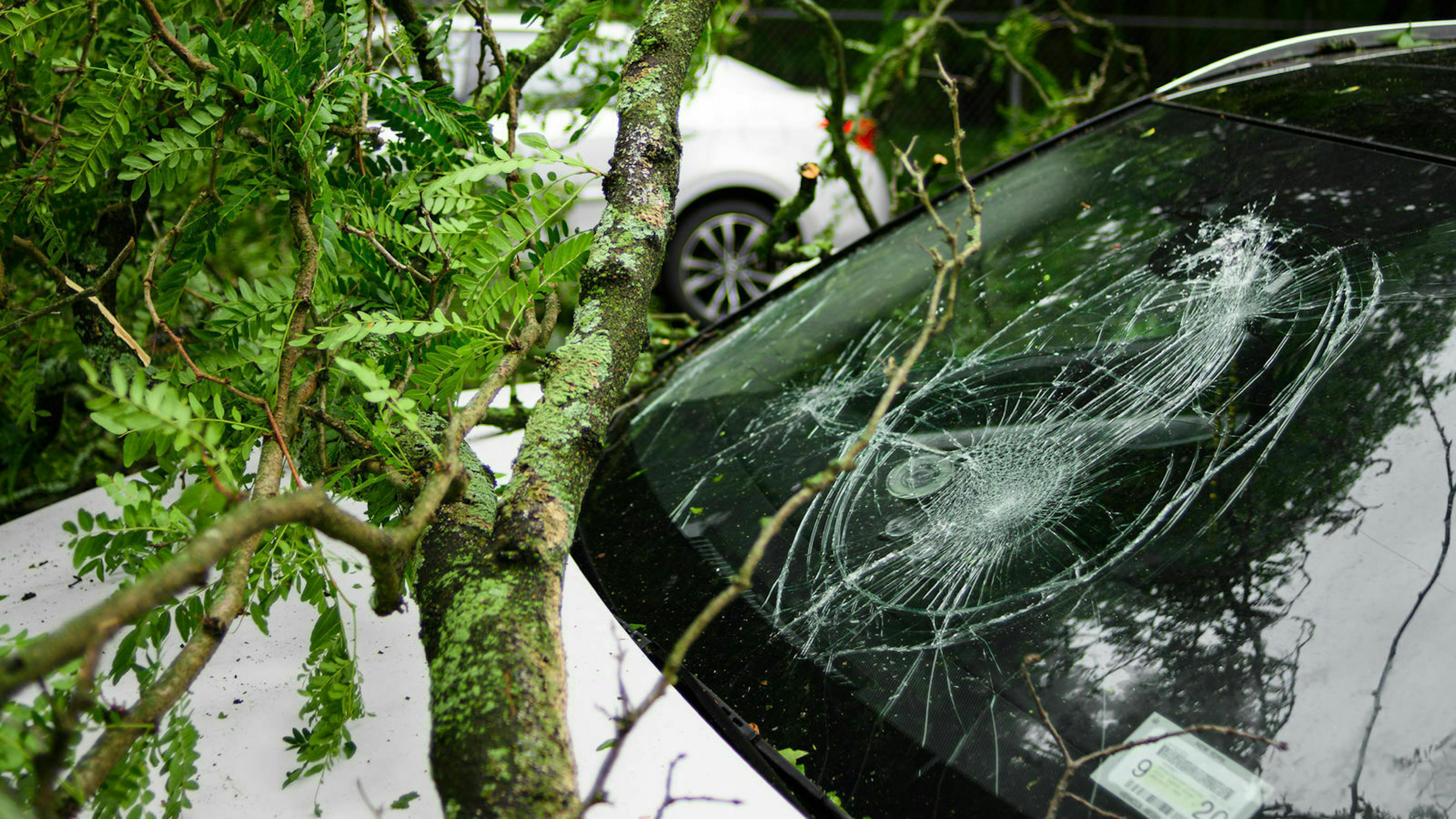 Detailaufnahme der Frontscheibe eines weißen Pkw, die durch einen herabfallenden Ast beschädigt wurde