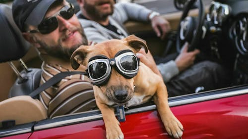 Hund im Auto sicher transportieren / Reisen mit Hund - Transportbox & Co.
