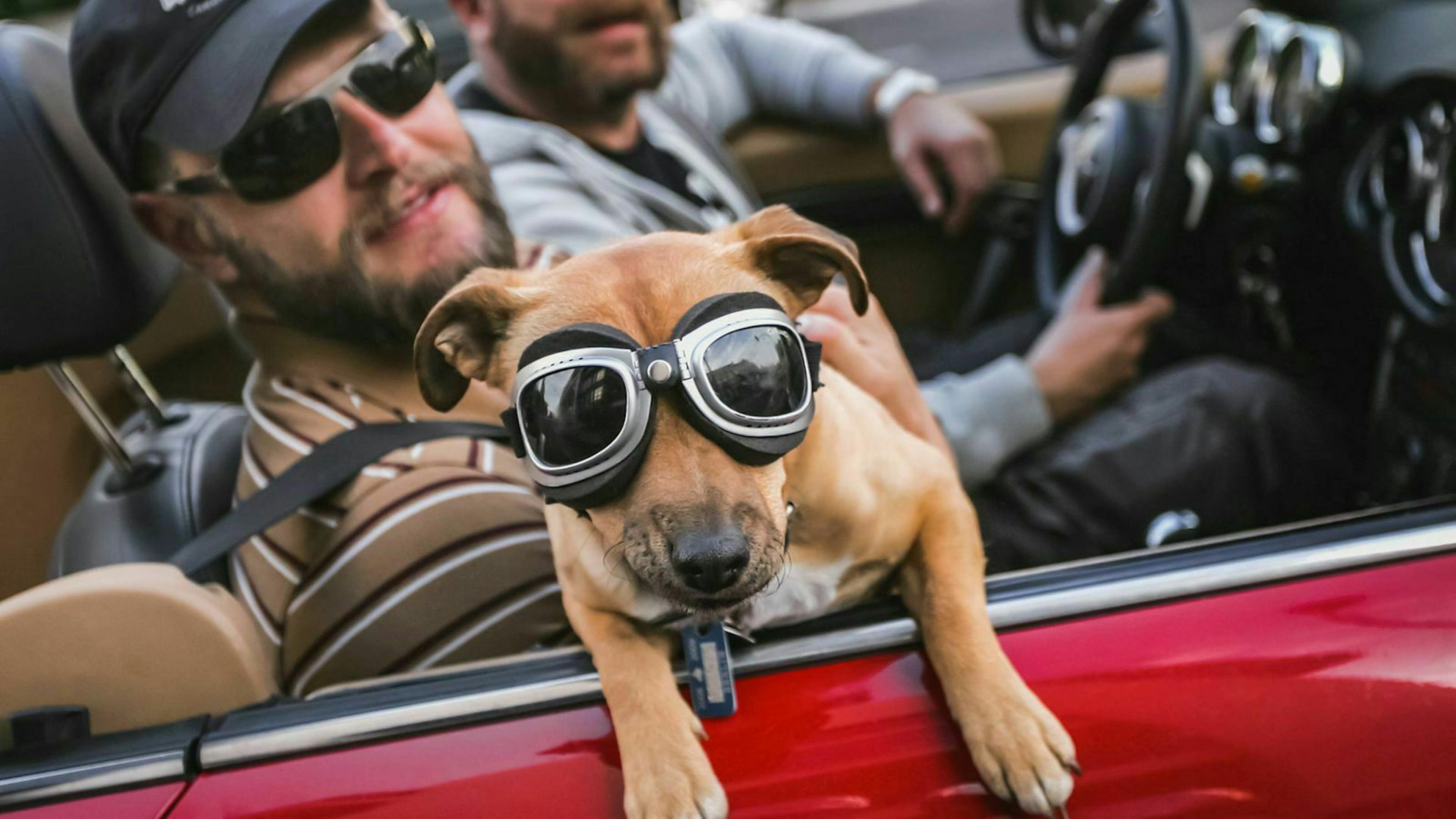 Ein kleiner gelb-brauner Hund fährt auf dem Schoß des Beifahrers in einem Cabrio mit.