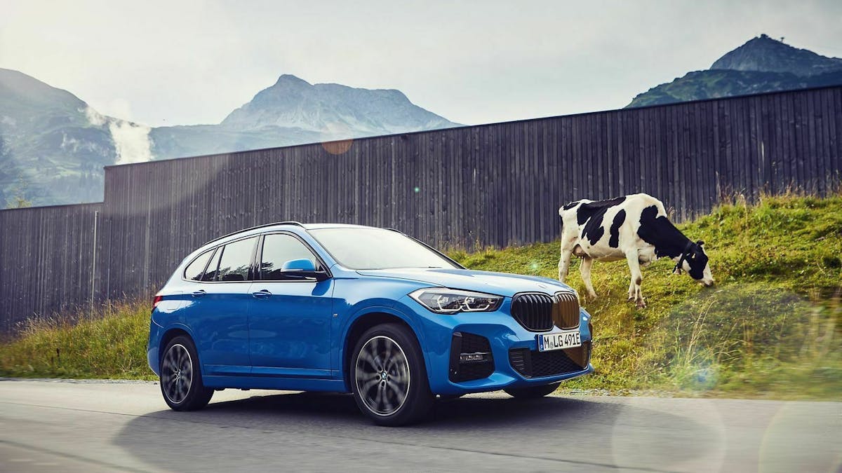 BMW X1 xDrive25e in der Seitenansicht, an einer grasenden Kuh vorbeifahrend