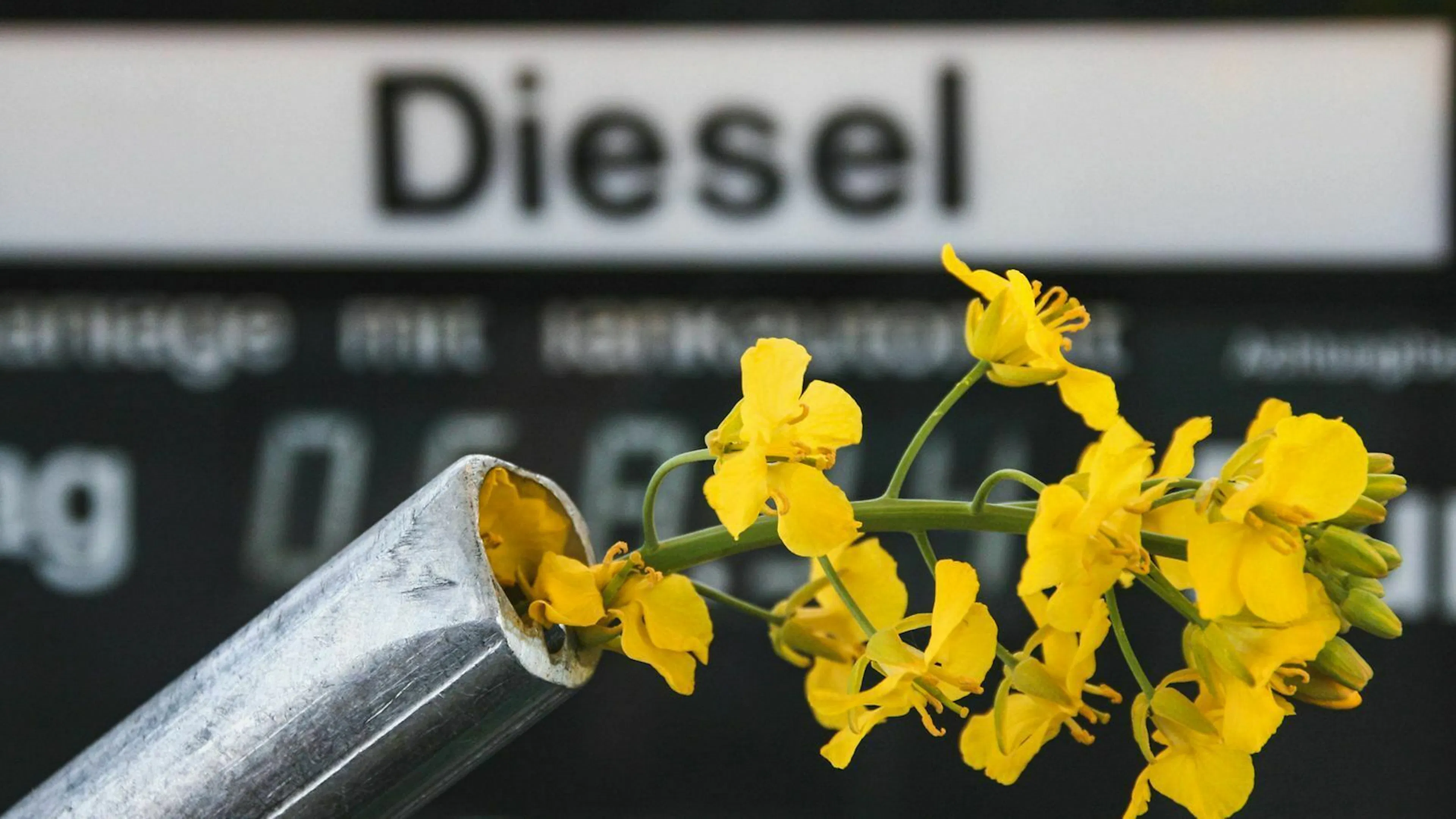Ein großer Vorteil der Biokraftstoffe: Sie sollen CO2-neutral sein.