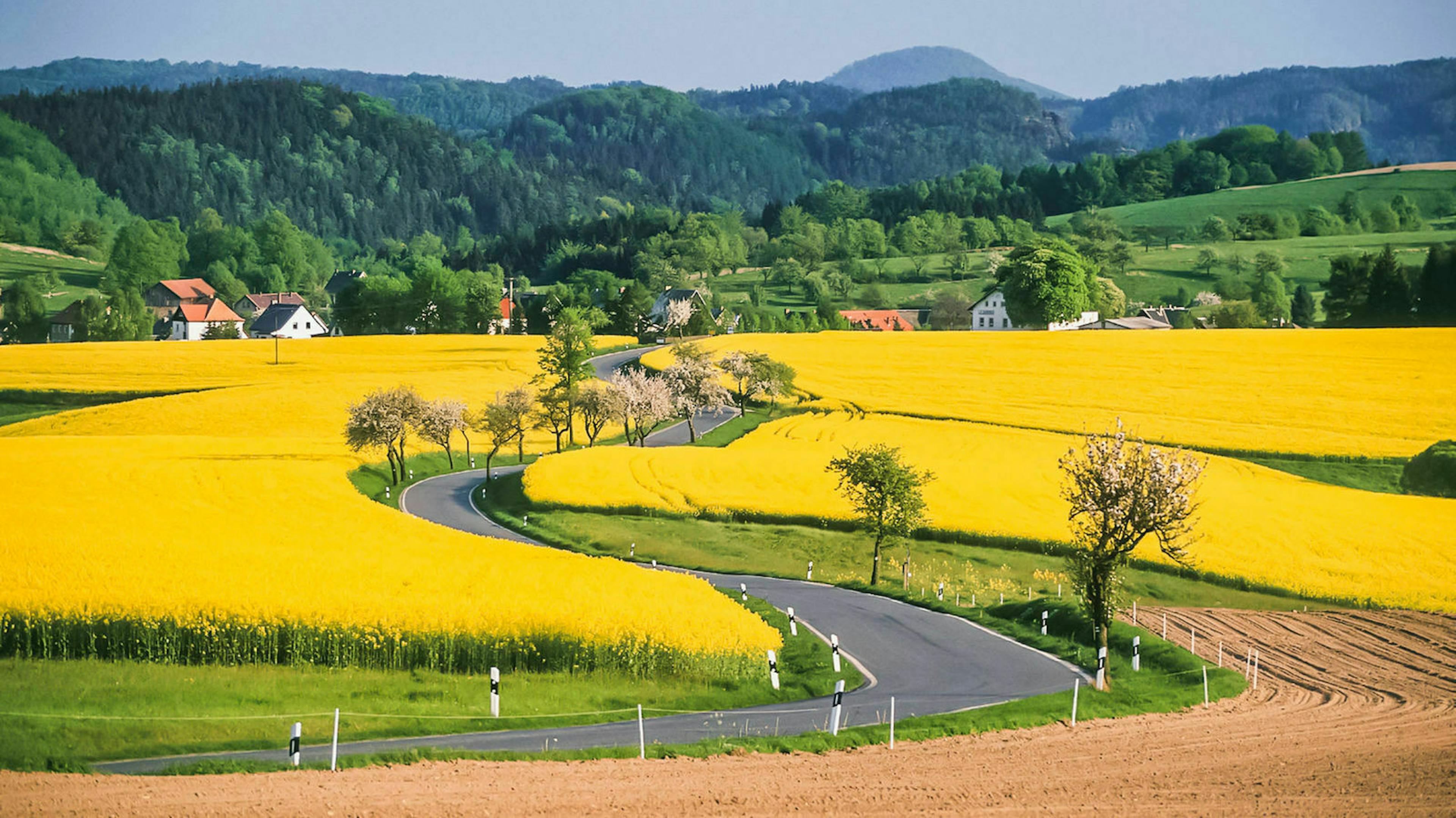 Romantische Straße durch Rapsfelder