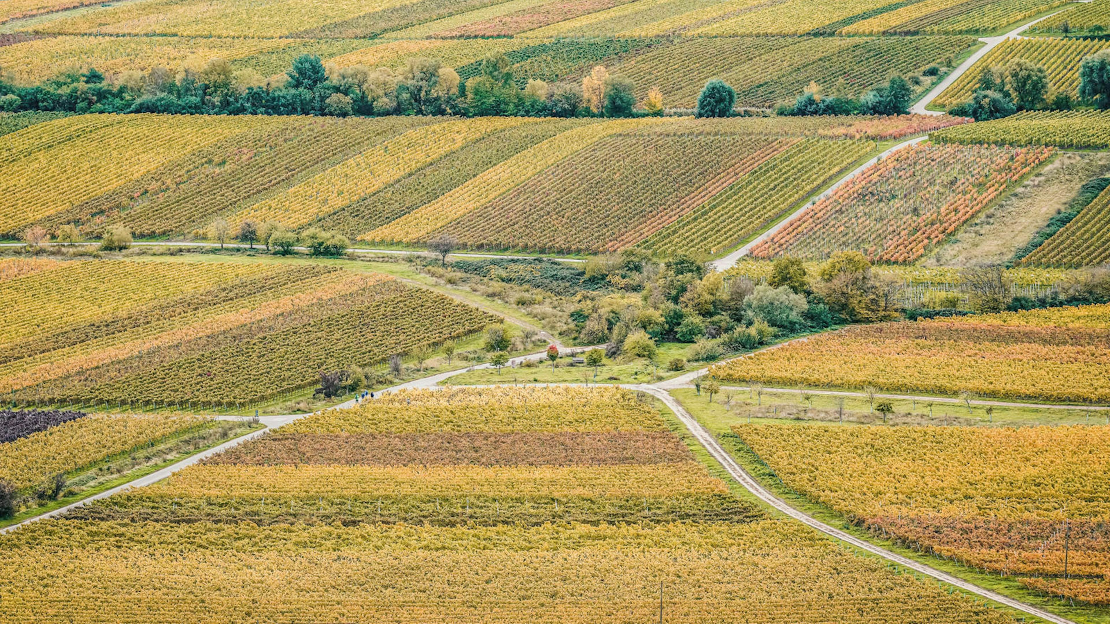 08_Weinstraße_Die schönsten Straßen_11
