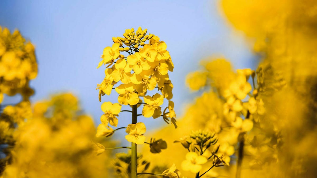 Biodiesel basiert nicht auf Erdöl, sondern auf Biomasse, die wiederum aus nachwachsenden Rohstoffen gewonnen wird.