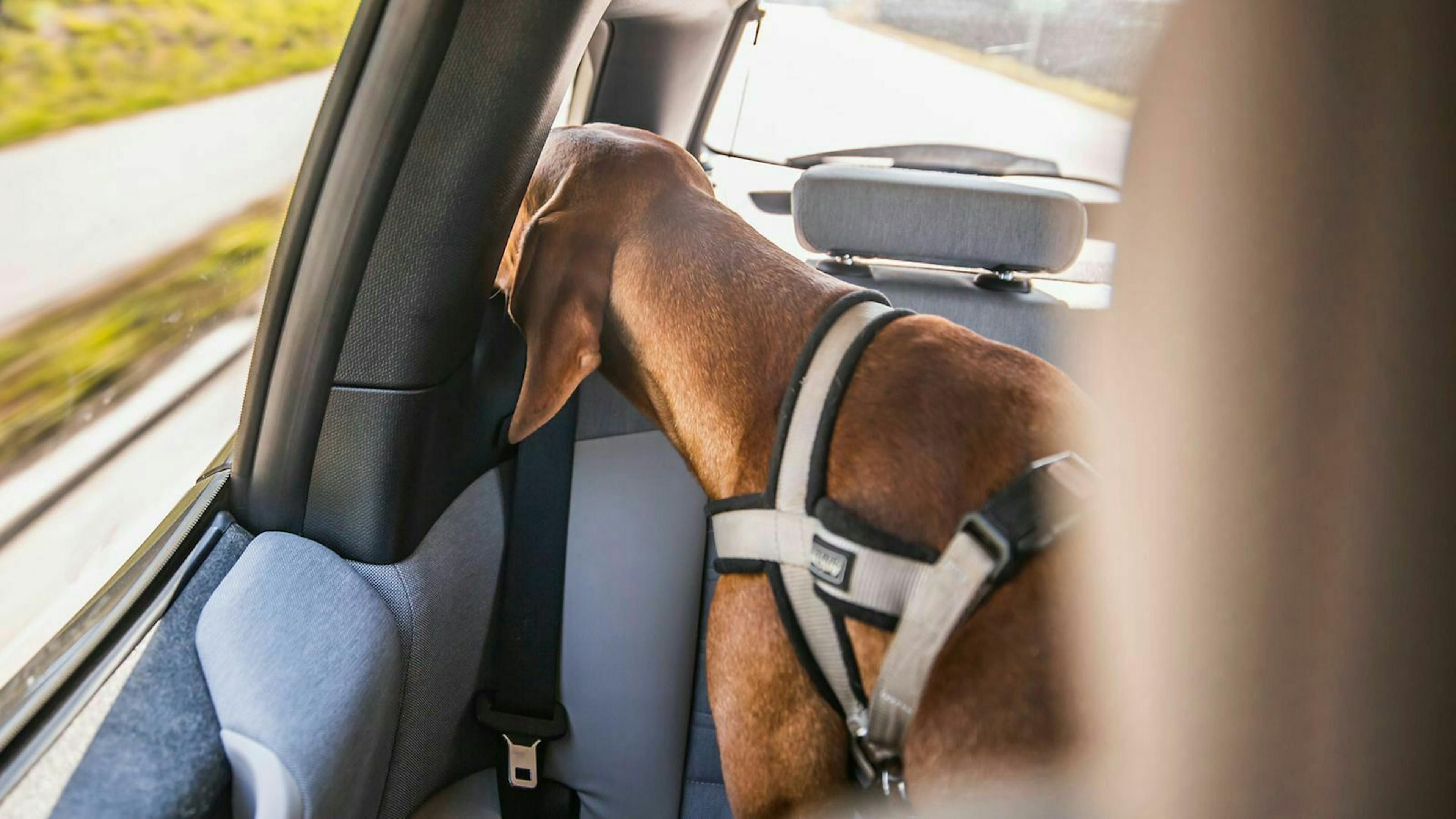 Ein Hund sitzt mit einem Transportgeschirr gesichert auf der Rückbank eines Autos und schaut aus dem Seitenfenster.