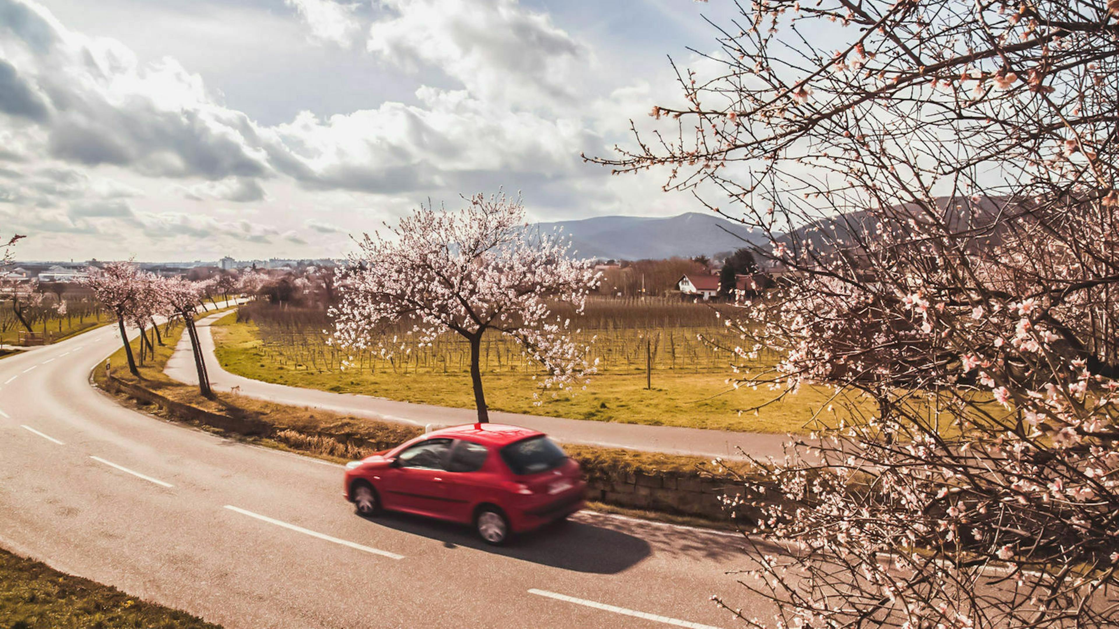 Mandelallee bei Gimmeldingen